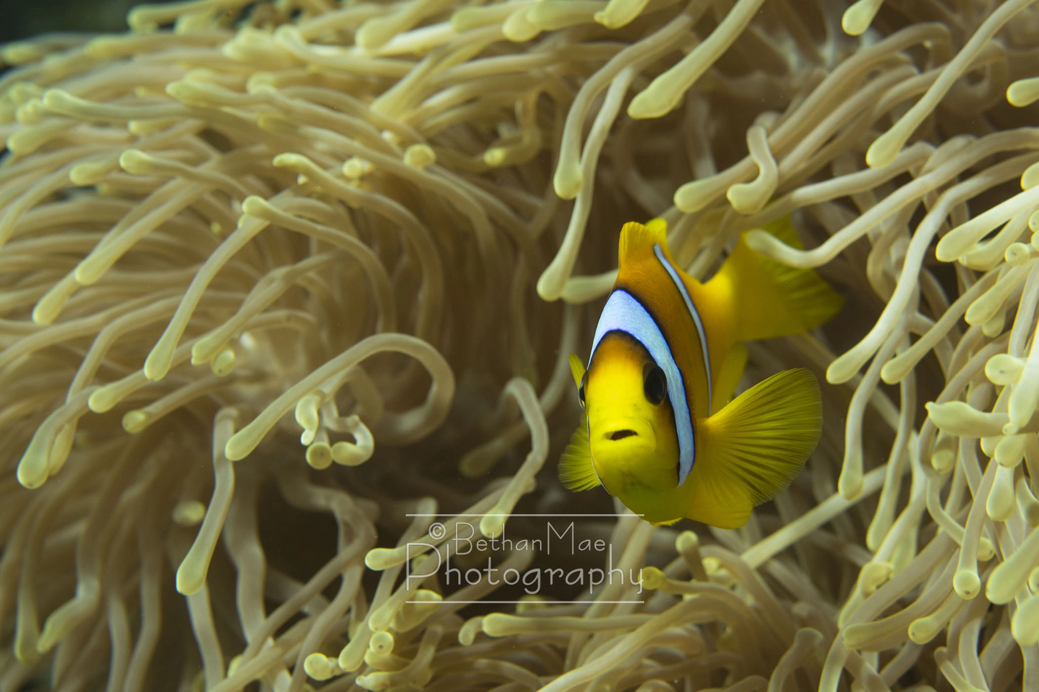 Nikon AF-S Micro-Nikkor 60mm F2.8G ED sample photo. Nemo photography