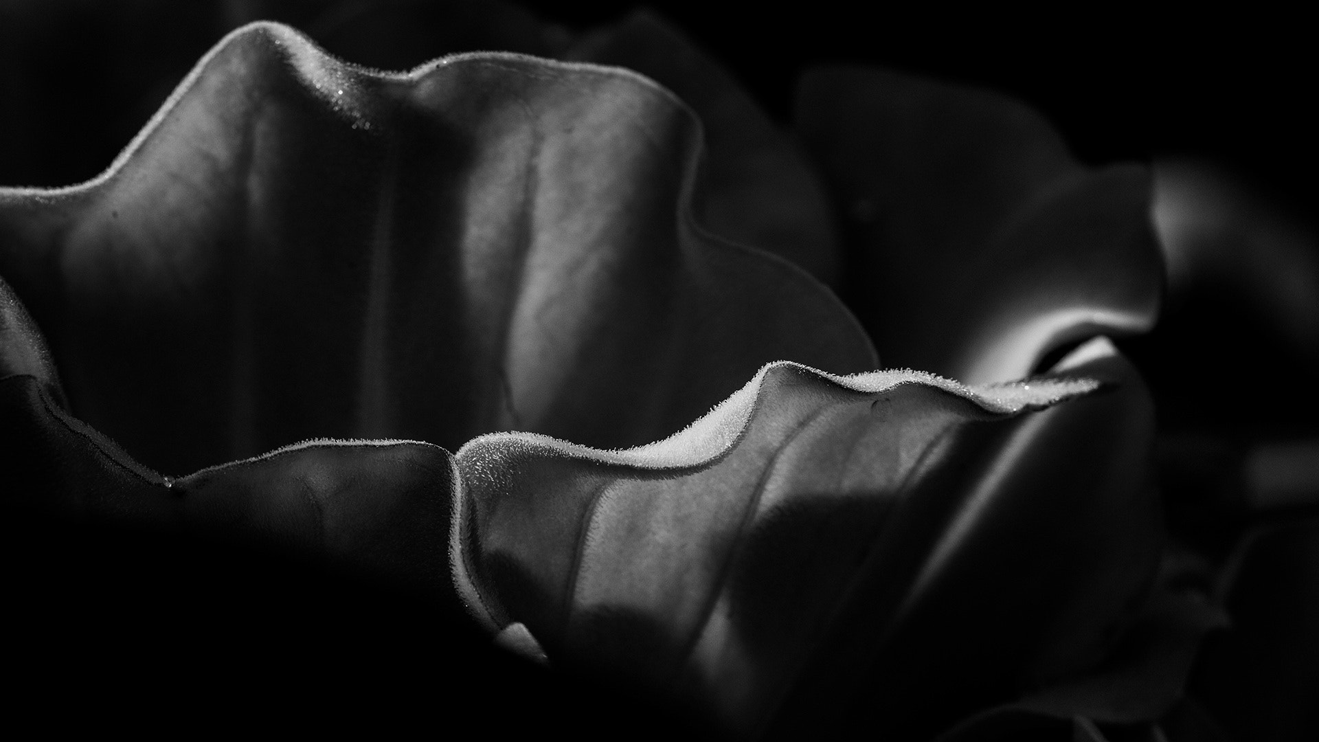 Canon EOS 7D + Canon EF 100mm F2.8 Macro USM sample photo. Pistia photography