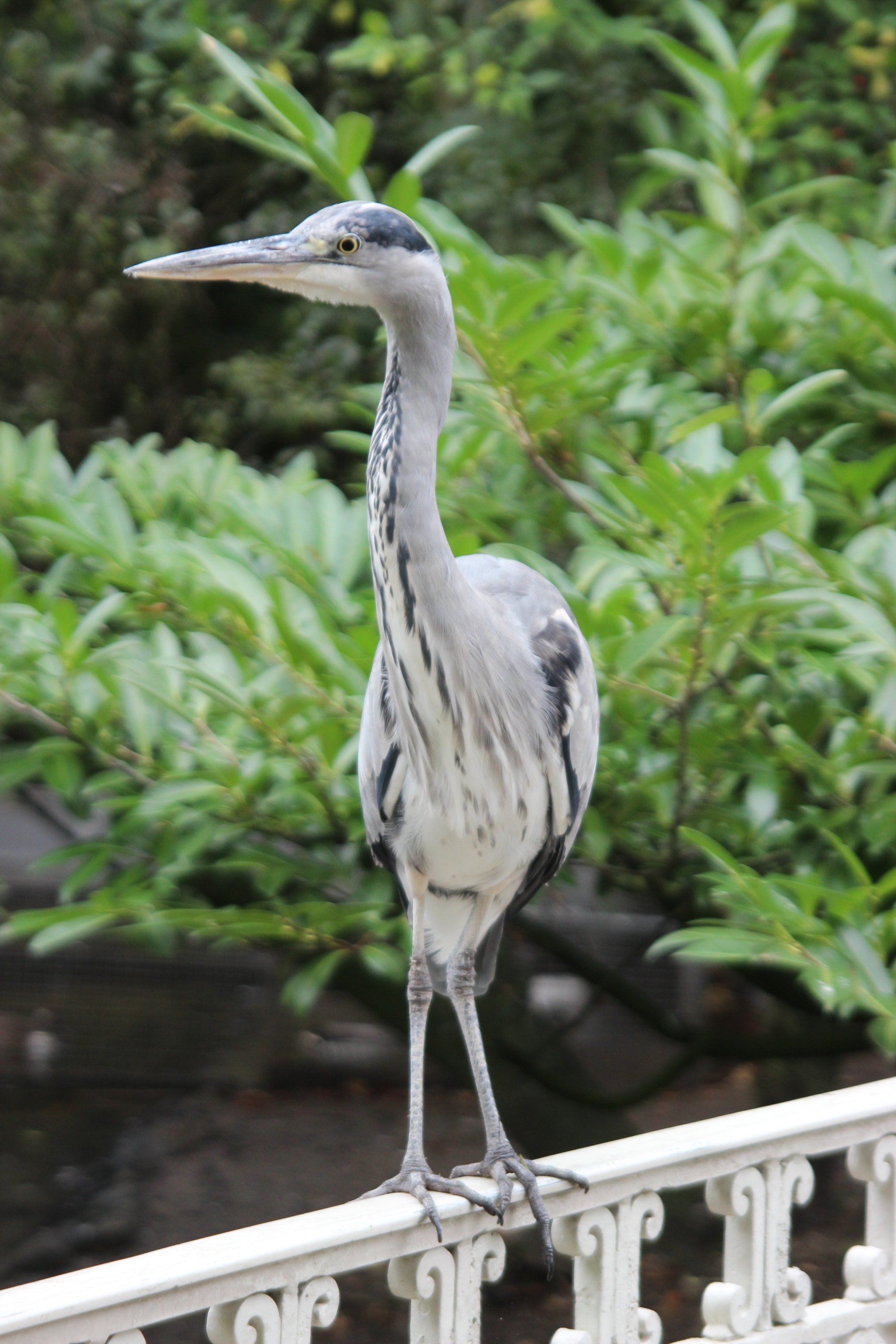 Sigma 10-20mm F3.5 EX DC HSM sample photo. Gray heron @ artis zoo amsterdam photography