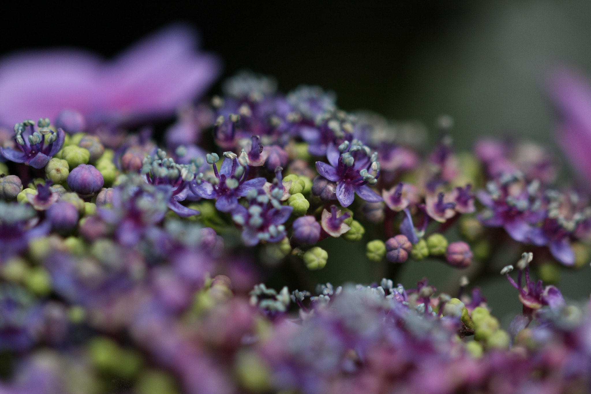 Sigma 105mm F2.8 EX DG OS HSM sample photo. Img photography