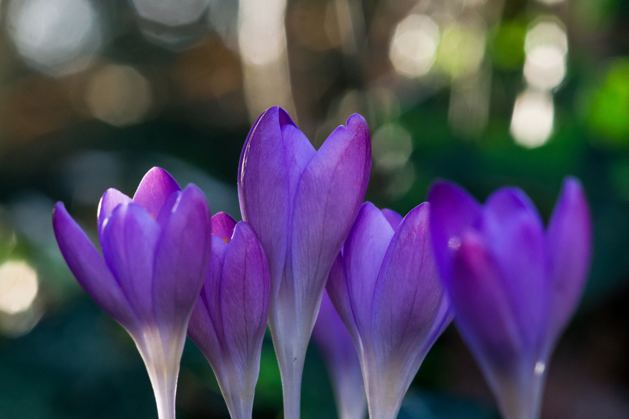 Minolta AF 100mm F2.8 Macro [New] sample photo. Crocus photography