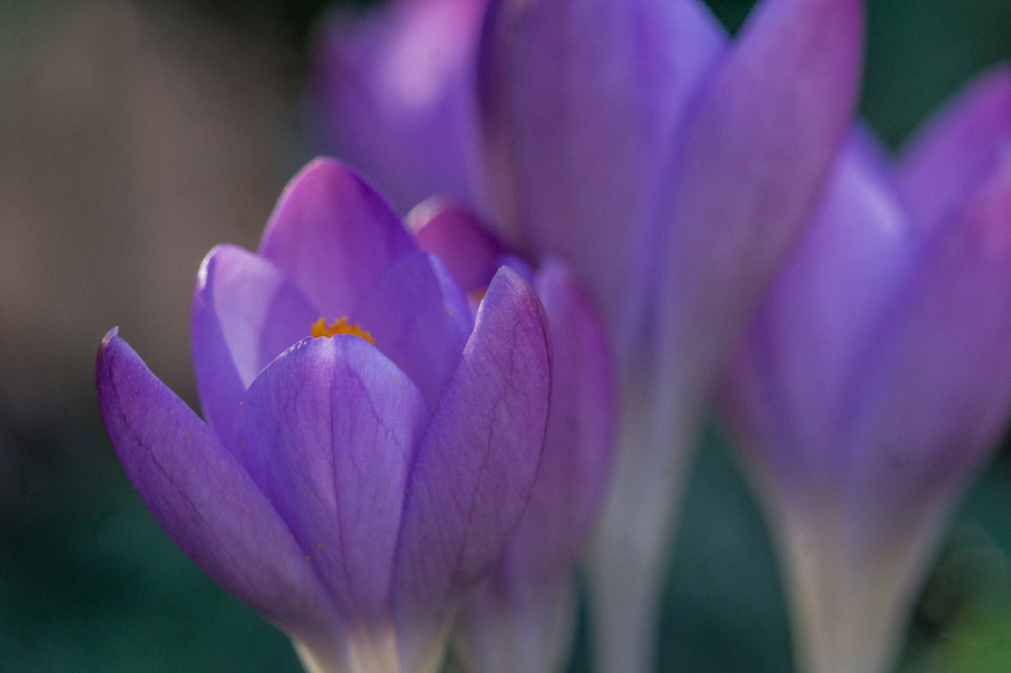 Minolta AF 100mm F2.8 Macro [New] sample photo. Crocus photography