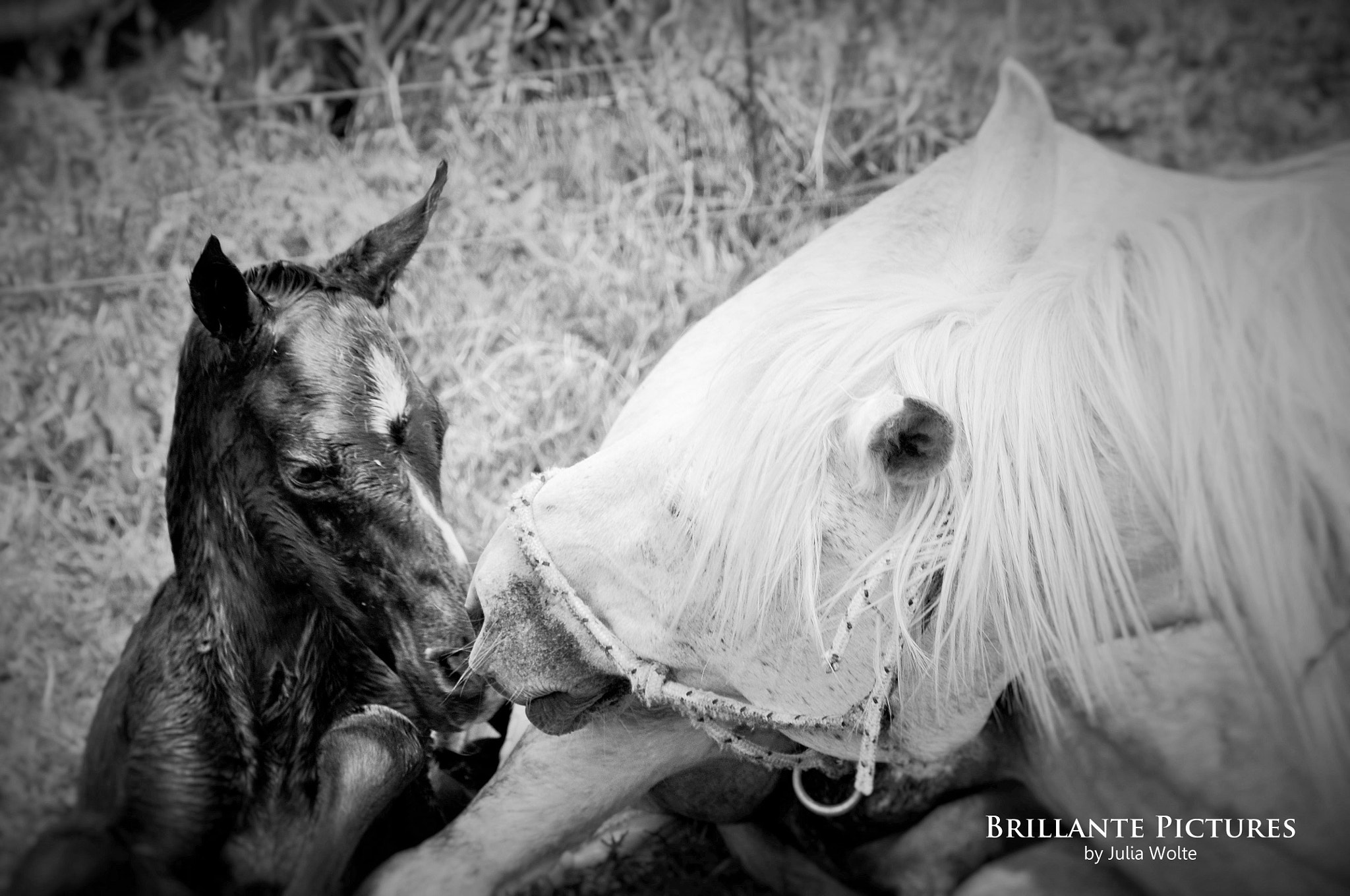 Sigma 18-250mm F3.5-6.3 DC OS HSM sample photo. Secret affair photography