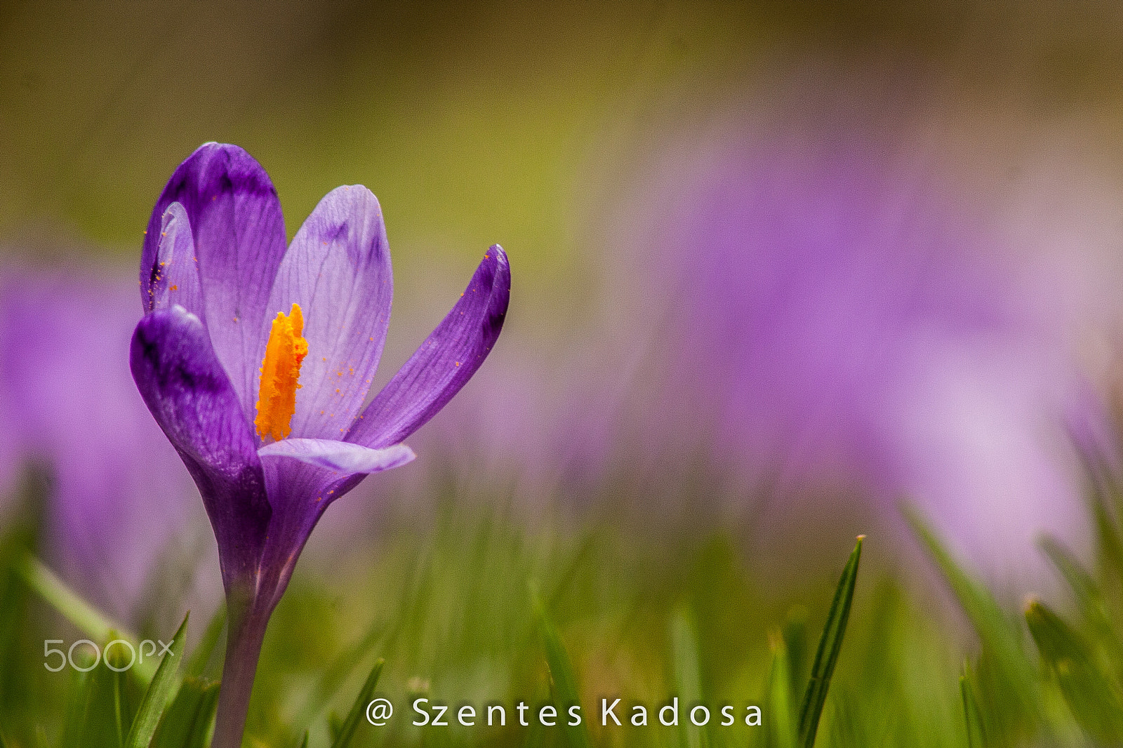 Canon EF 75-300mm F4.0-5.6 IS USM sample photo. Autumn crocus photography