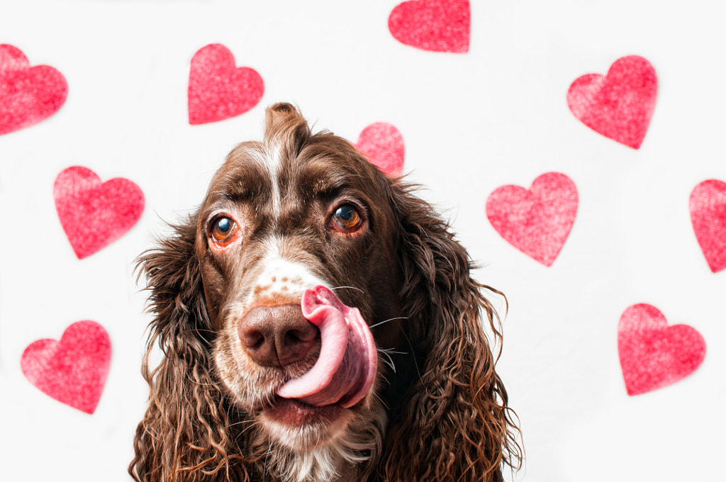 valentine pup by Siân Cox on 500px.com