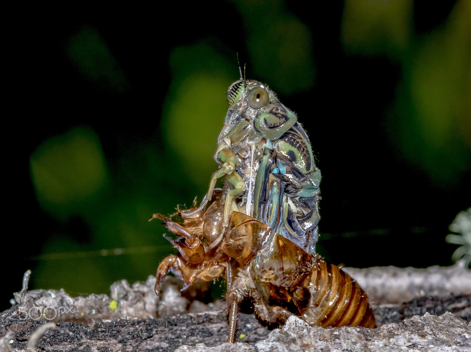 Canon EF 100mm F2.8 Macro USM sample photo. Cicada photography