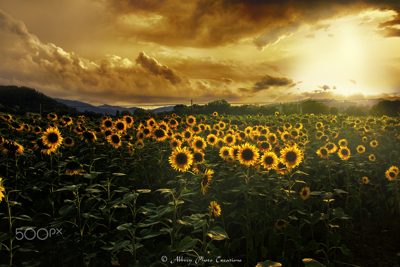Sigma 17-70mm F2.8-4 DC Macro OS HSM | C sample photo. Sunflowers photography