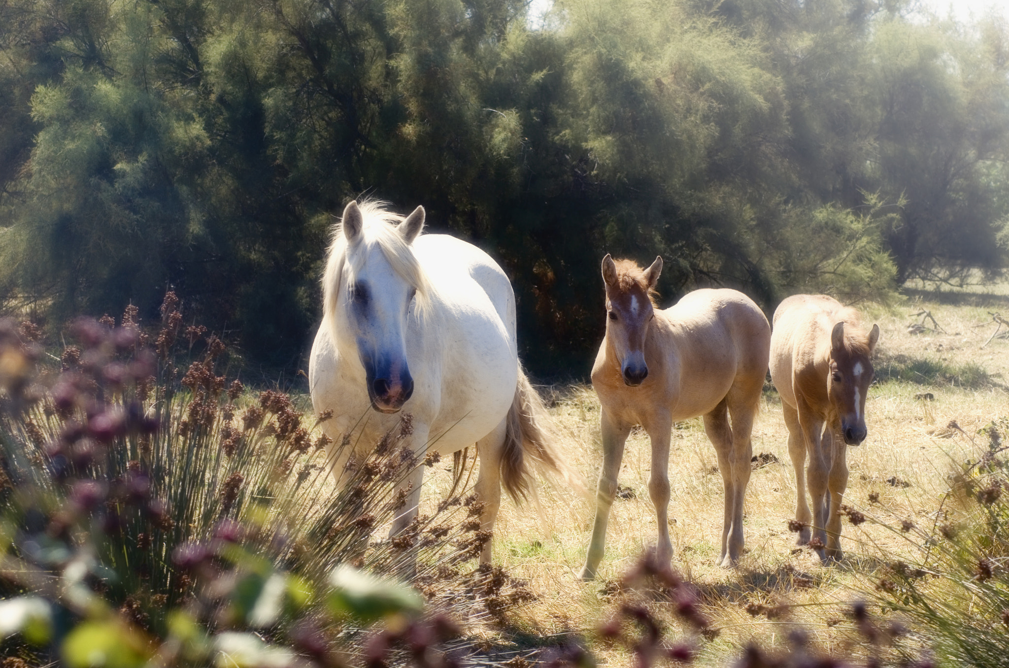 Tamron AF 70-300mm F4-5.6 Di LD Macro sample photo. Carmarque horses photography