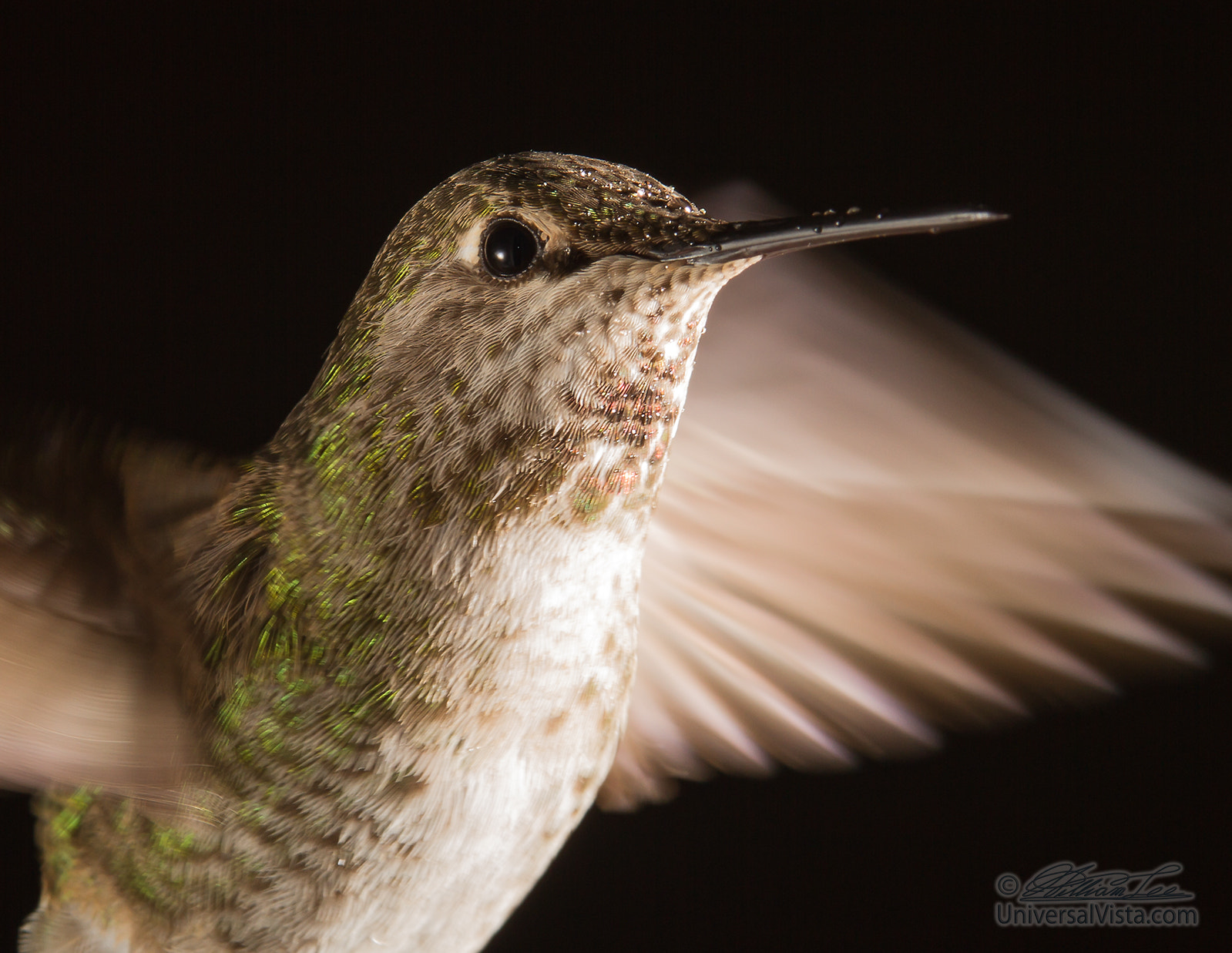 Canon EOS 7D + Canon EF 80-200mm f/2.8L sample photo. Hummingbird head shot with raindrops photography