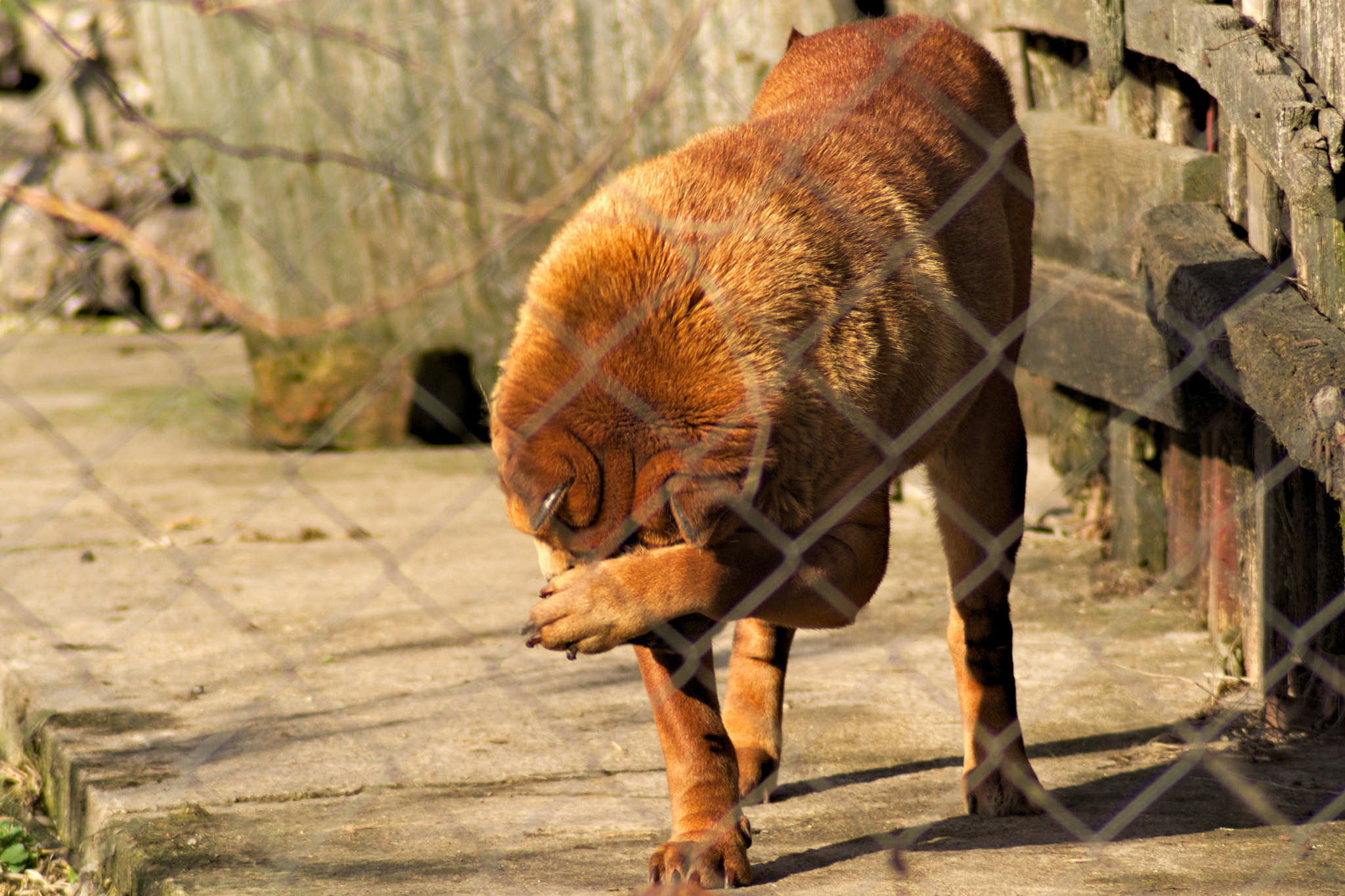 Pentax K10D sample photo. Shy photography