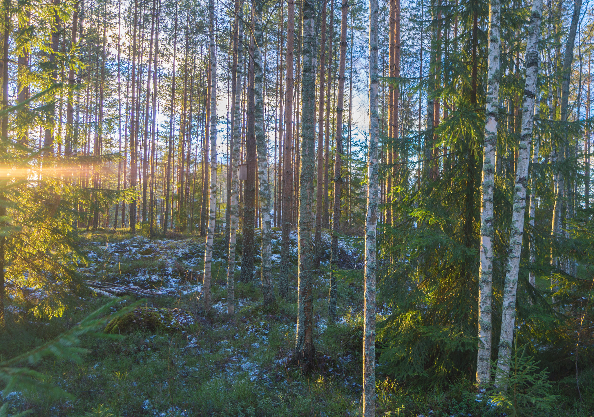 Sony Alpha NEX-5N + Sony E 10-18mm F4 OSS sample photo. Sunset in forest photography