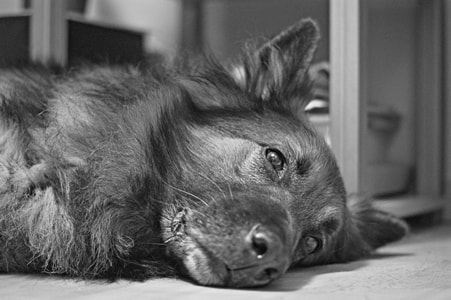 Sony Alpha DSLR-A380 sample photo. Bear photography
