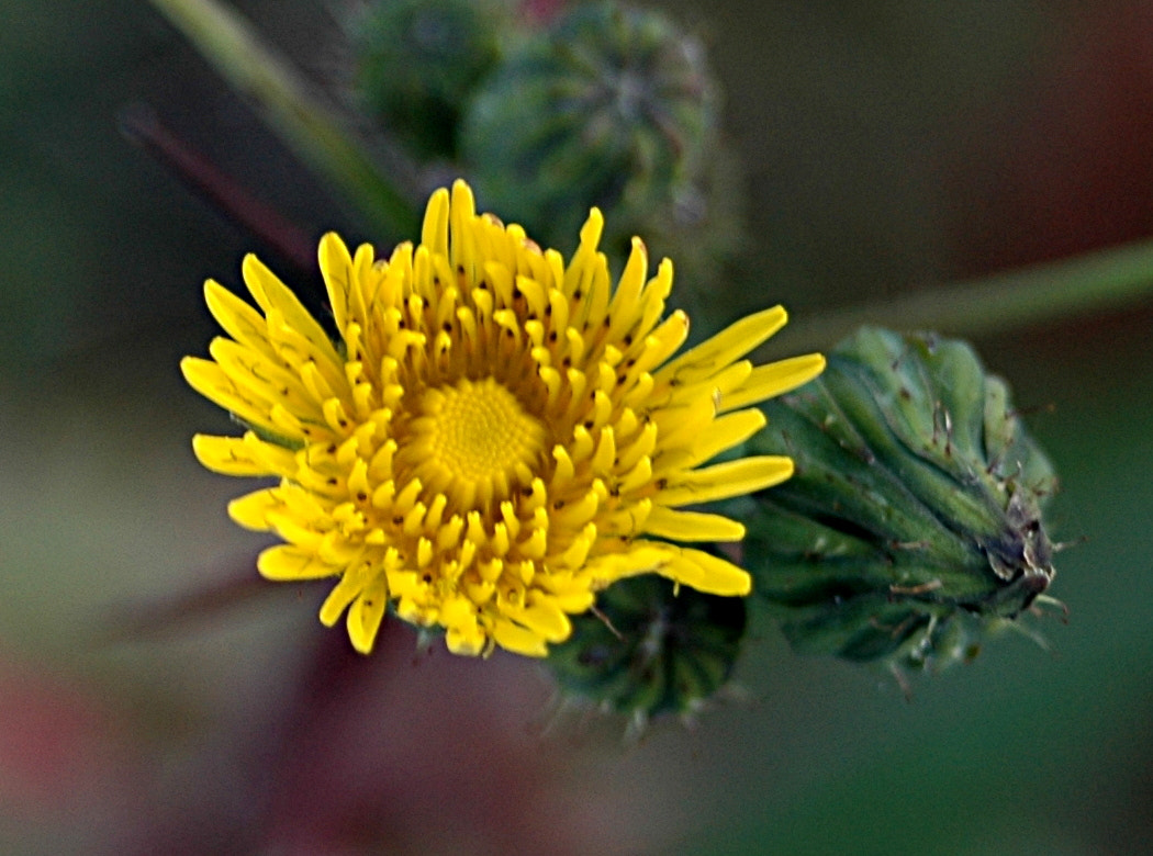AF Zoom-Nikkor 35-70mm f/3.3-4.5 N sample photo. # photography
