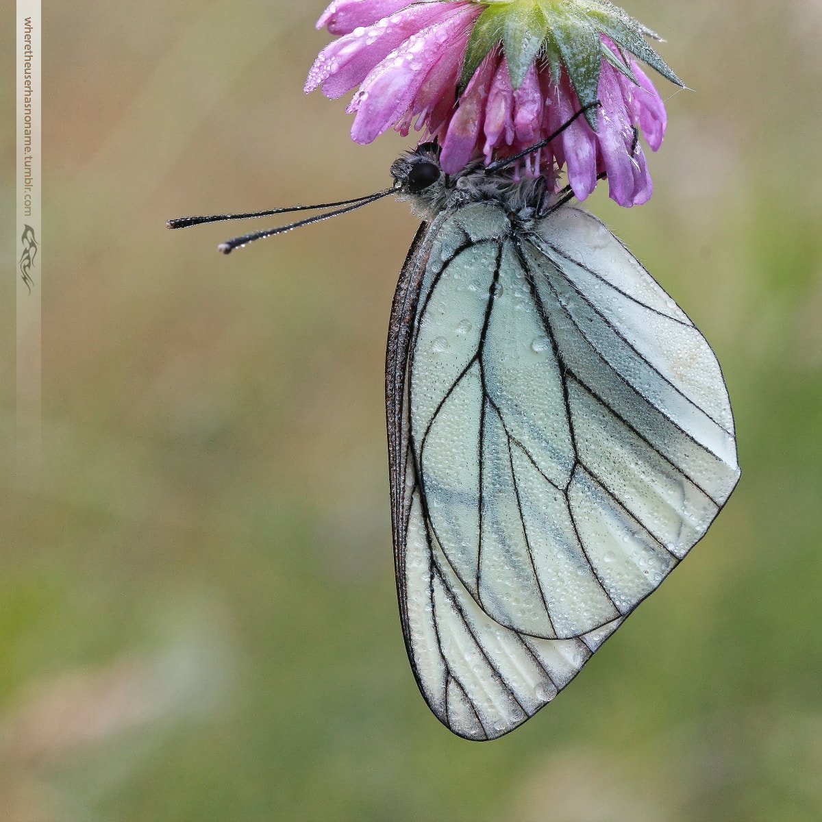 Canon EOS 600D (Rebel EOS T3i / EOS Kiss X5) + Canon EF 100mm F2.8 Macro USM sample photo. Aporia crataegi photography