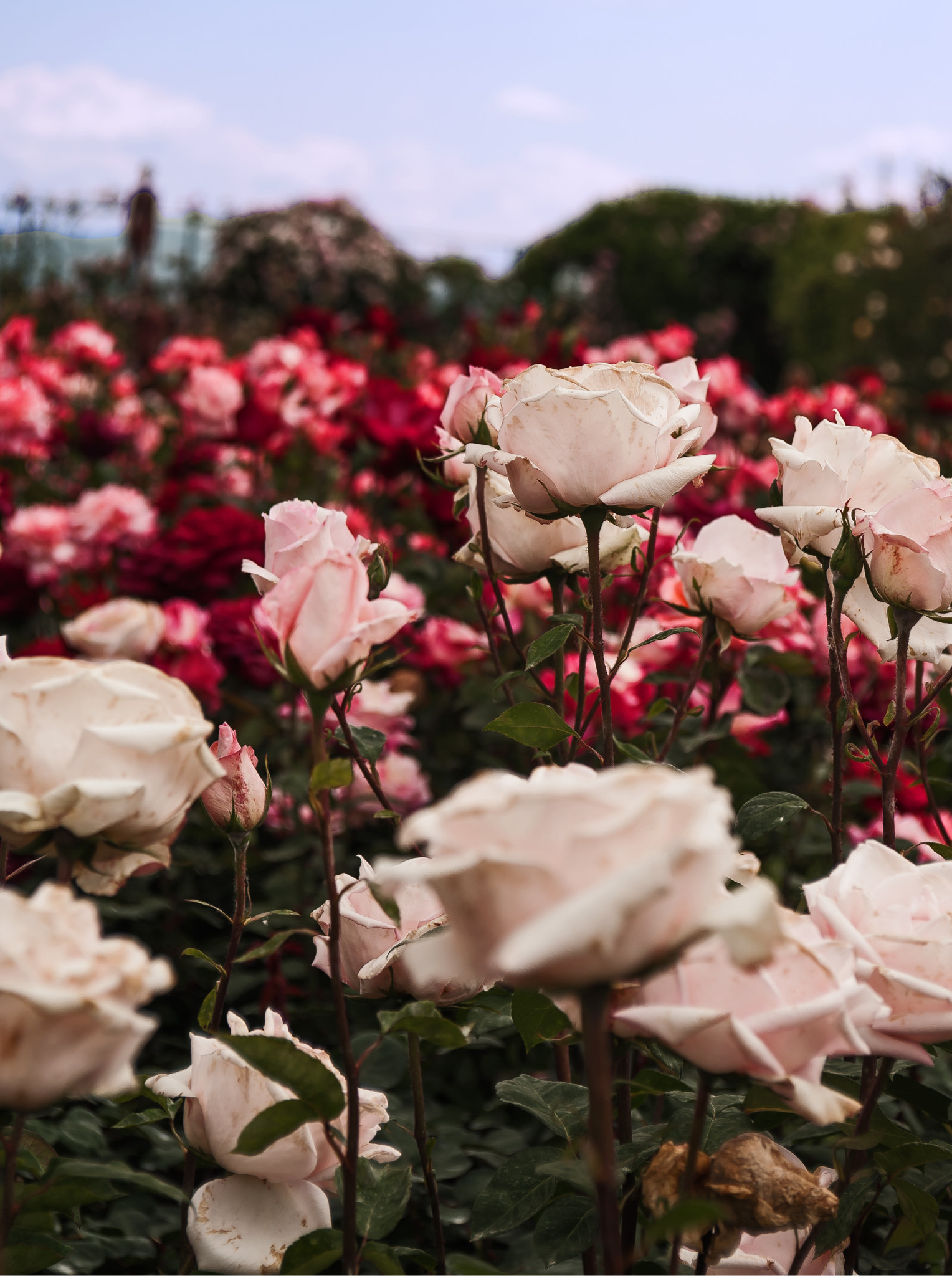 AF Zoom-Nikkor 28-85mm f/3.5-4.5 sample photo. Rose photography