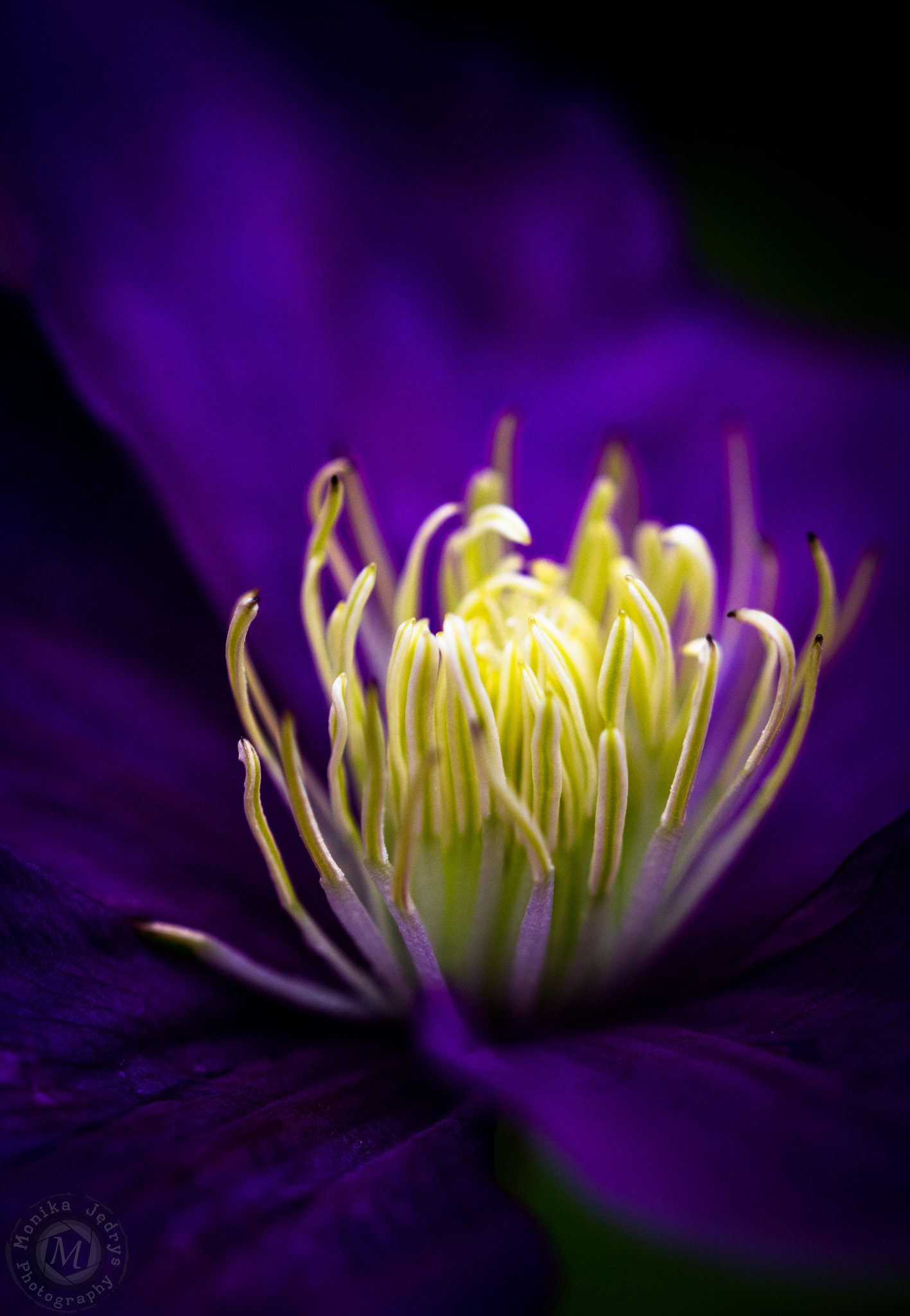 Sigma 105mm F2.8 EX DG OS HSM sample photo. ,,, photography