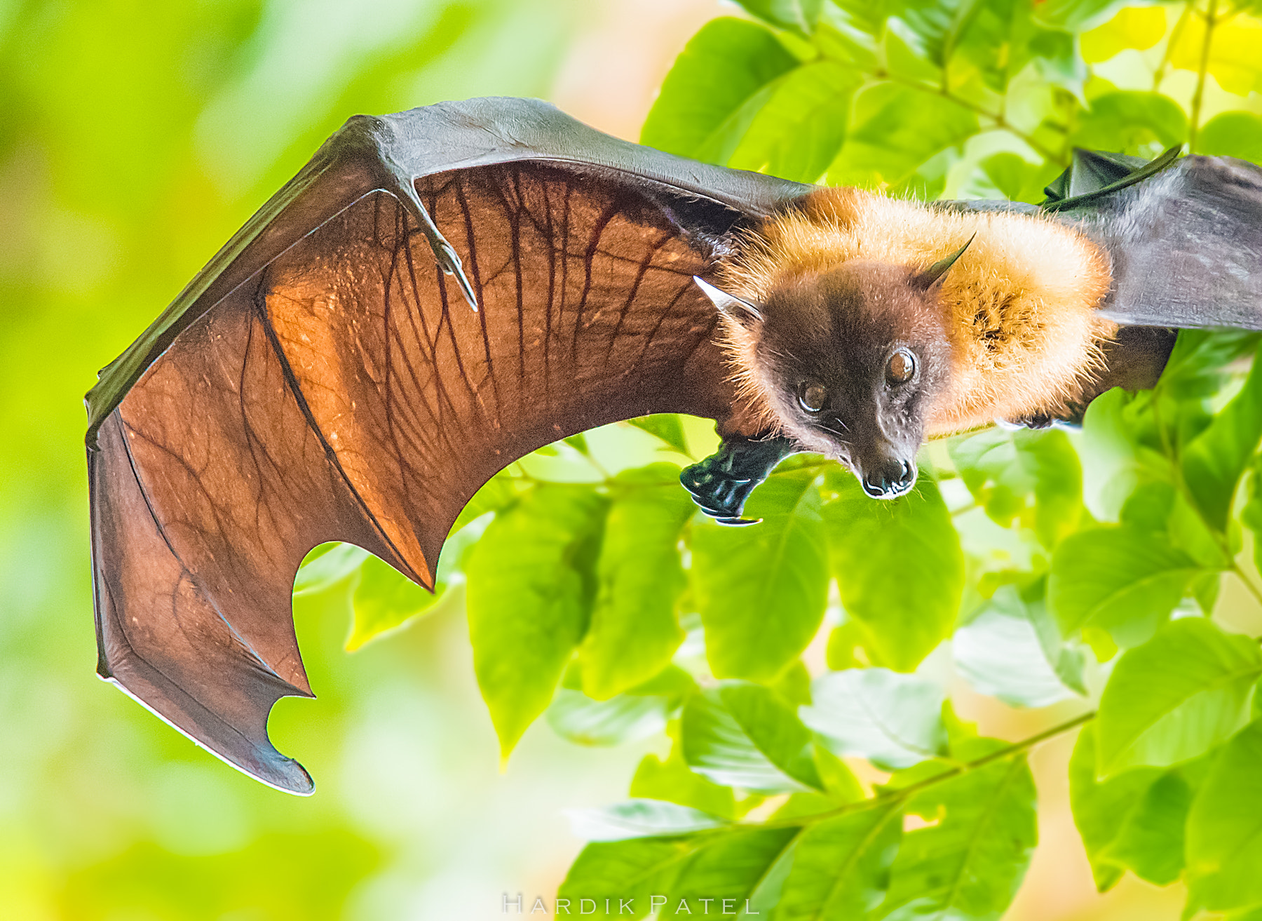 Nikon D4S sample photo. Indian flying fox photography