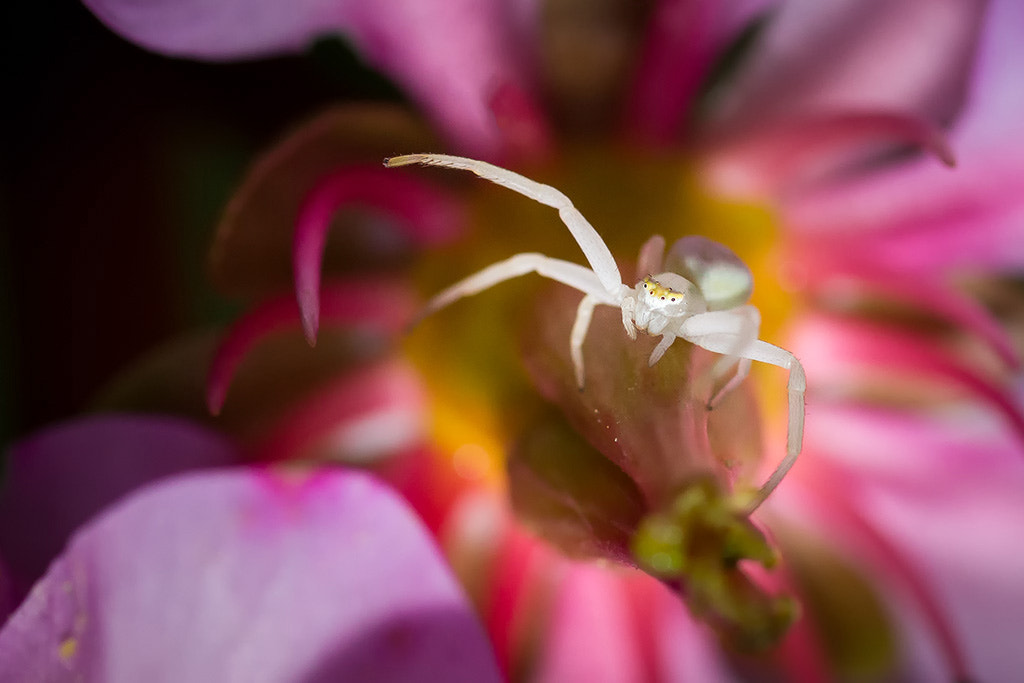 Canon EOS 550D (EOS Rebel T2i / EOS Kiss X4) + Tamron SP AF 90mm F2.8 Di Macro sample photo. White spider photography