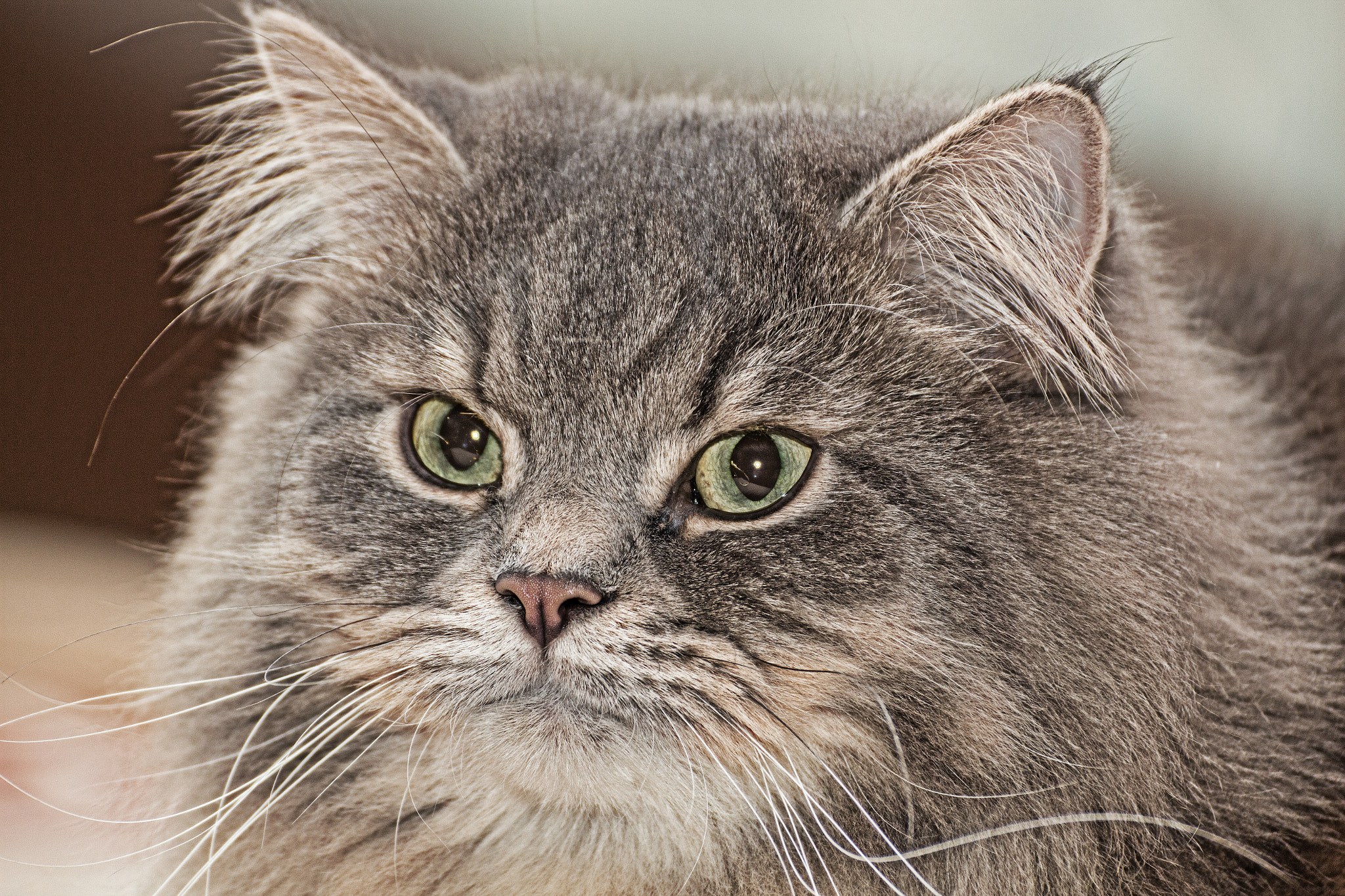 Tamron SP 35mm F1.8 Di VC USD sample photo. Portrait of cat photography