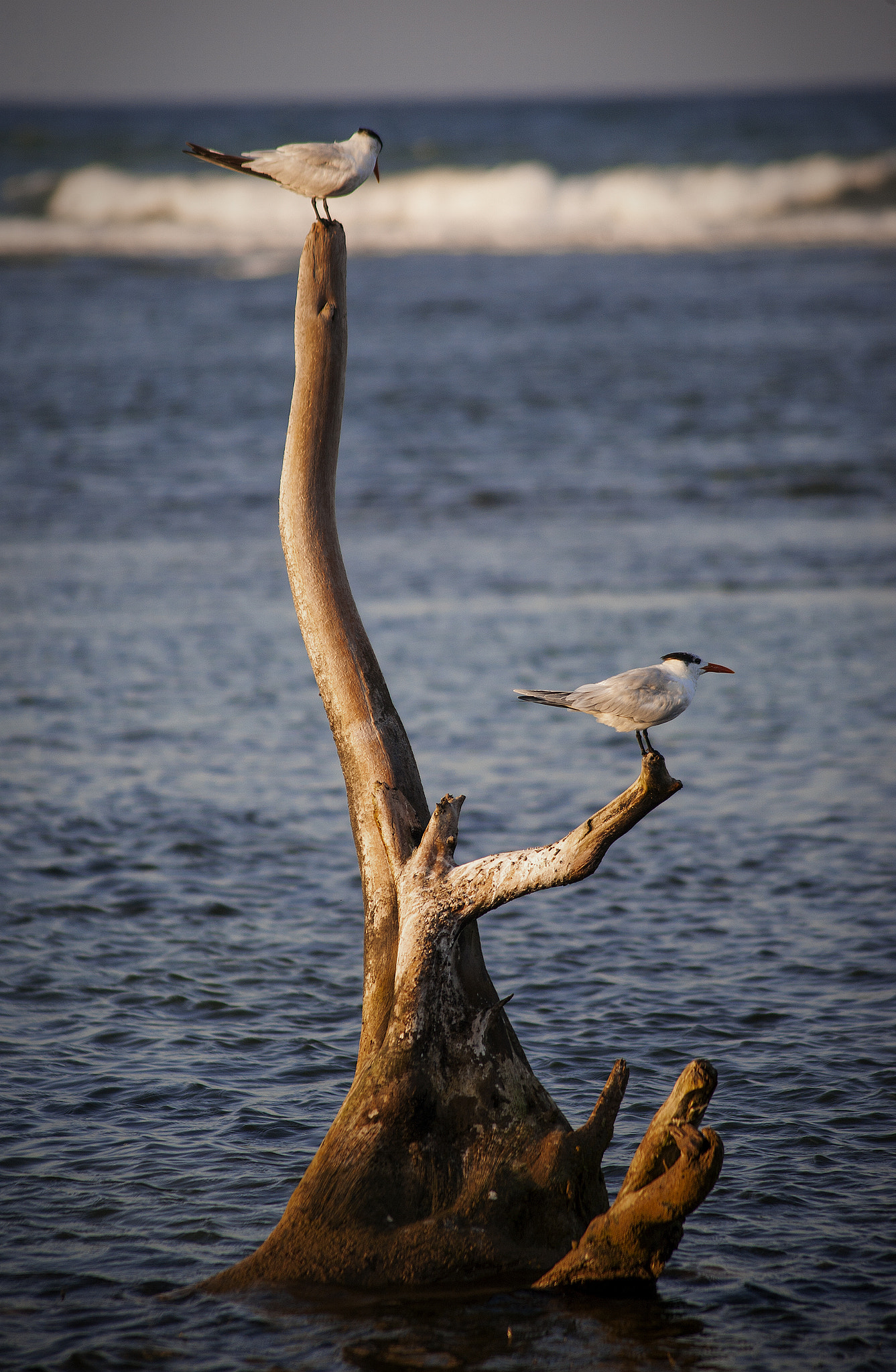 Canon EF 75-300mm F4.0-5.6 IS USM sample photo. Pajaros photography