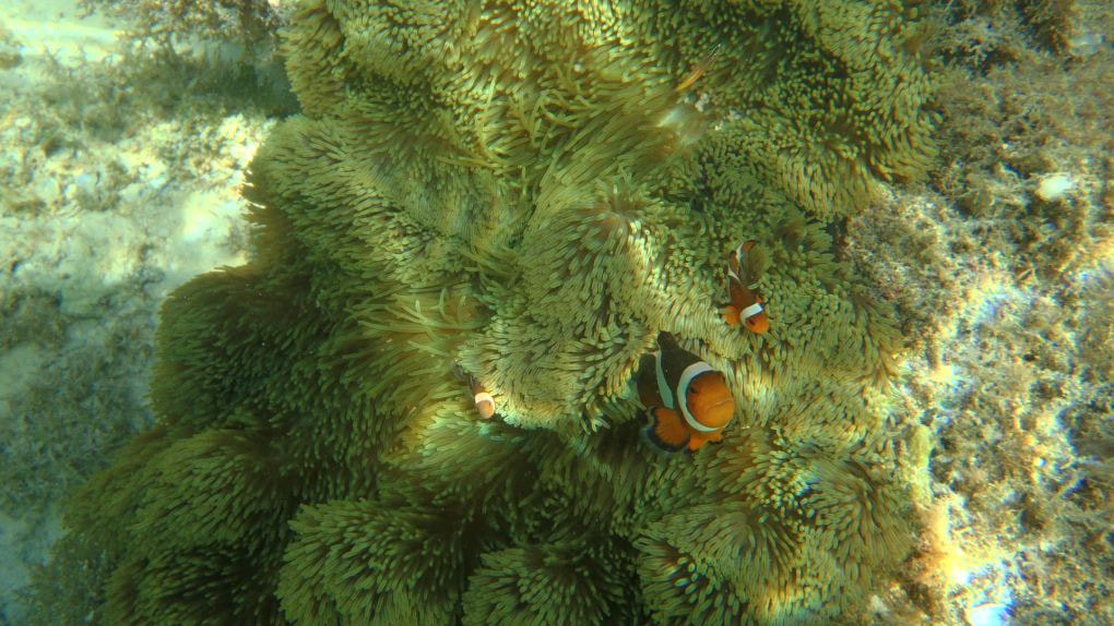Olympus uTough-3000 sample photo. Clownfish at home photography