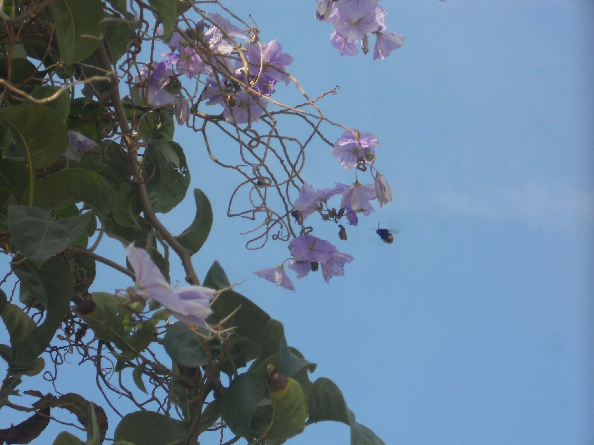 Nikon Coolpix S4000 sample photo. Abejorro 3 photography