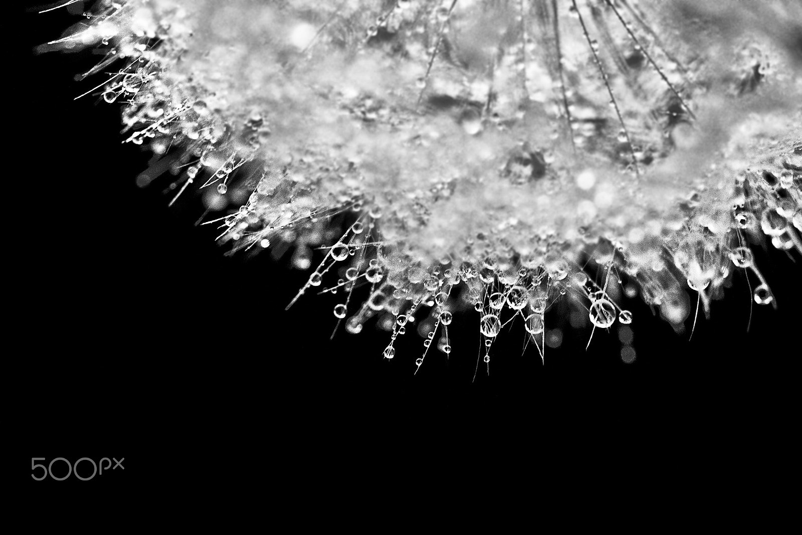 Sony SLT-A33 + Sony 100mm F2.8 Macro sample photo. Mg5 photography