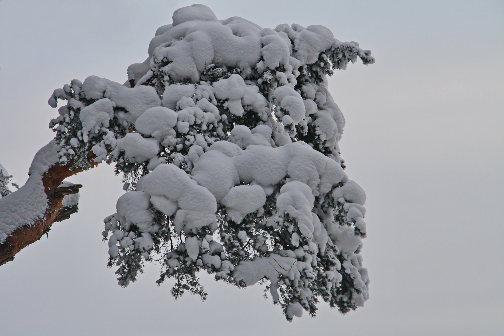 Sigma 18-125mm F3.8-5.6 DC OS HSM sample photo. Under the snow coat photography