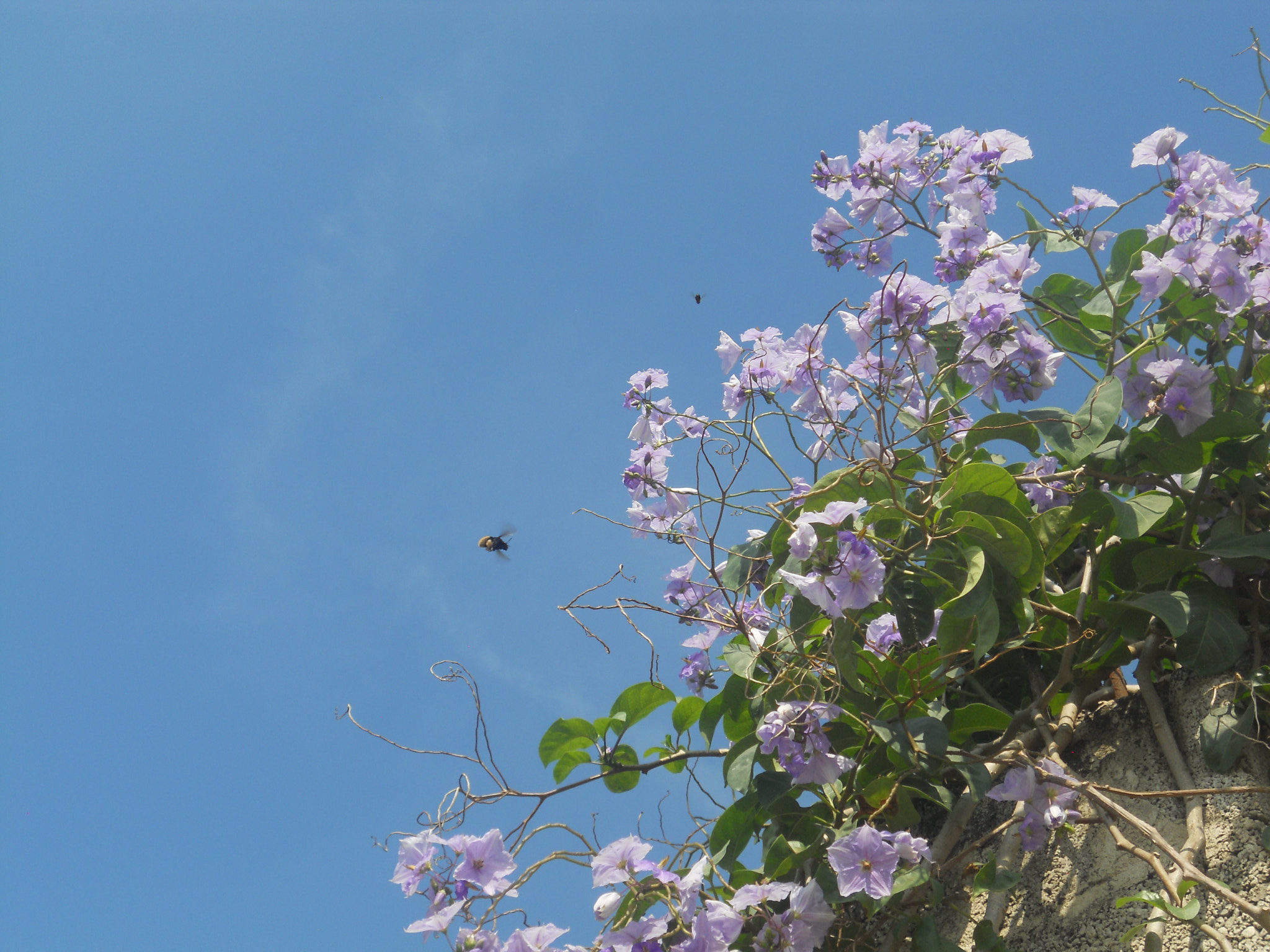 Nikon Coolpix S4000 sample photo. Abejorro 4 photography