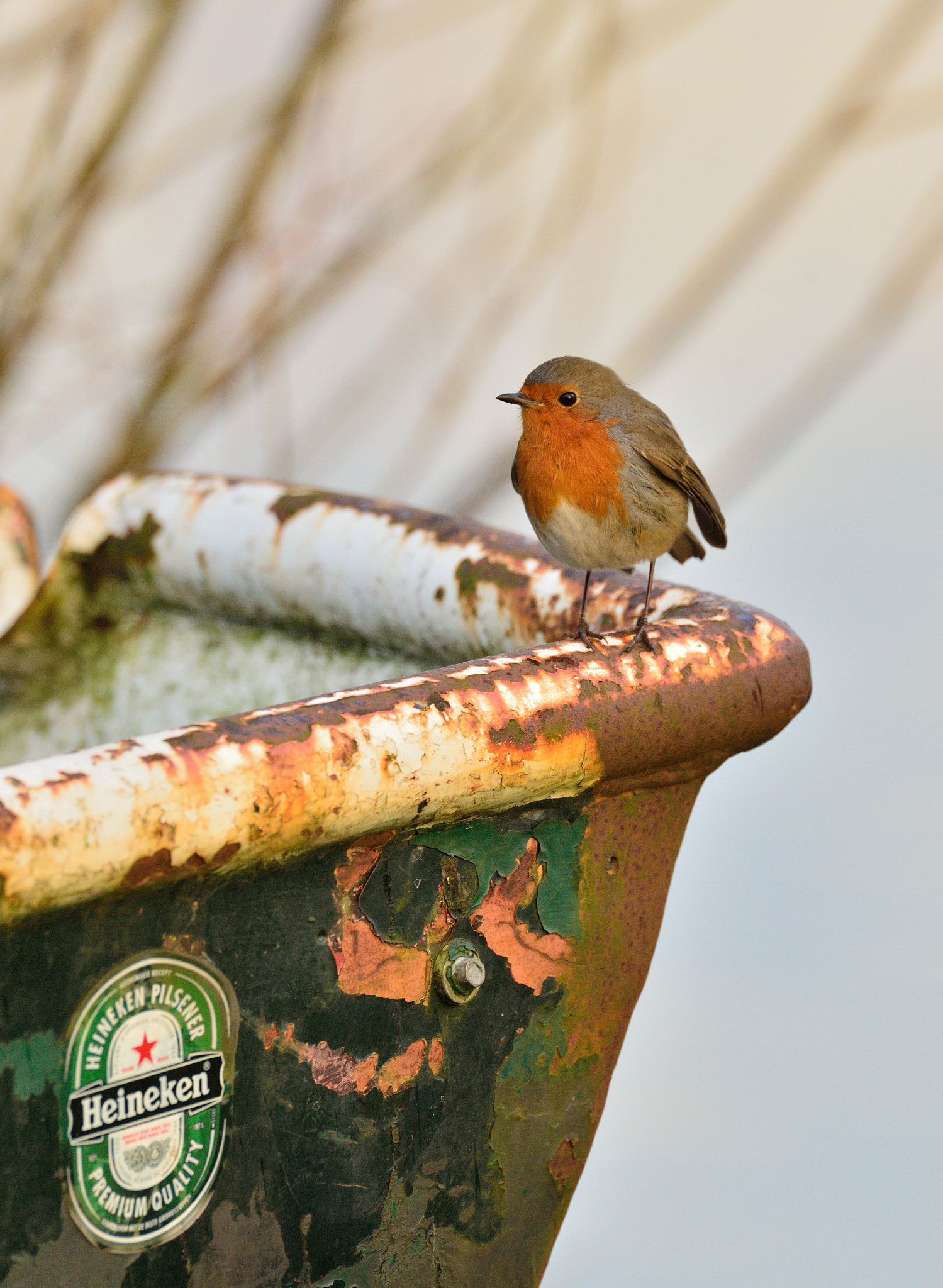 AF-S Nikkor 600mm f/4D IF-ED sample photo. Red robin photography