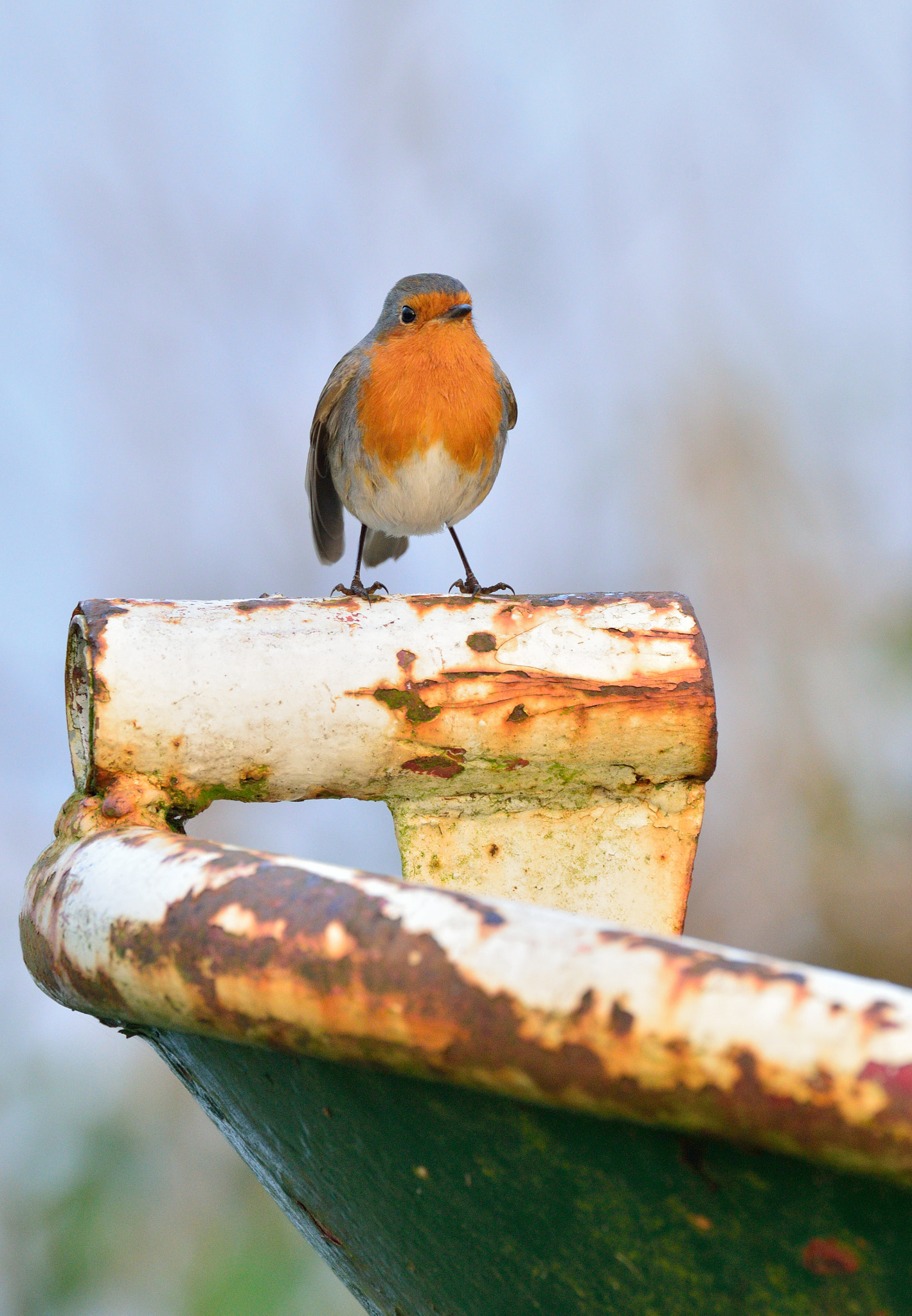 AF-S Nikkor 600mm f/4D IF-ED sample photo. Red robin photography