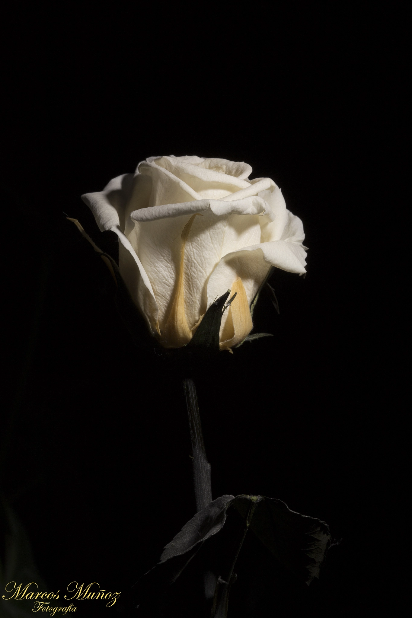 Canon EOS 6D + Canon EF 100mm F2.8 Macro USM sample photo. Rosa photography