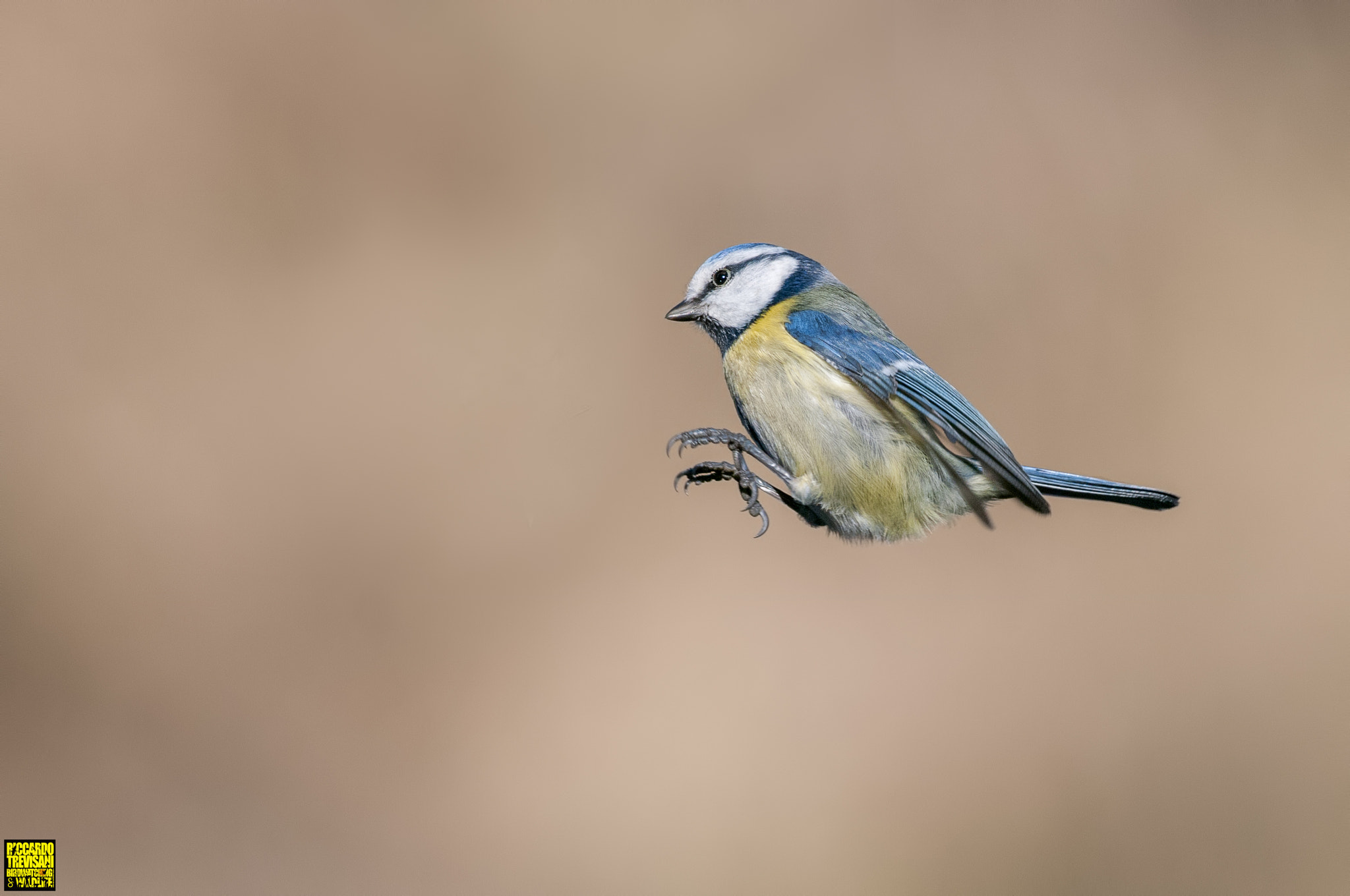 Nikon AF-S Nikkor 300mm F2.8G ED VR II sample photo. Landing.... photography
