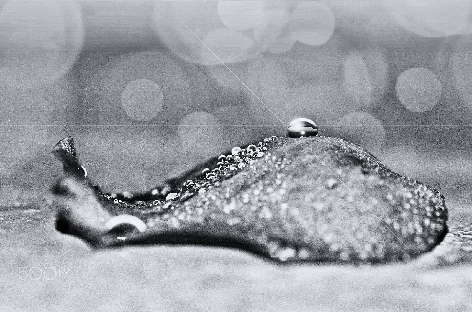 Sony SLT-A33 + Sony 100mm F2.8 Macro sample photo. Mg9 photography