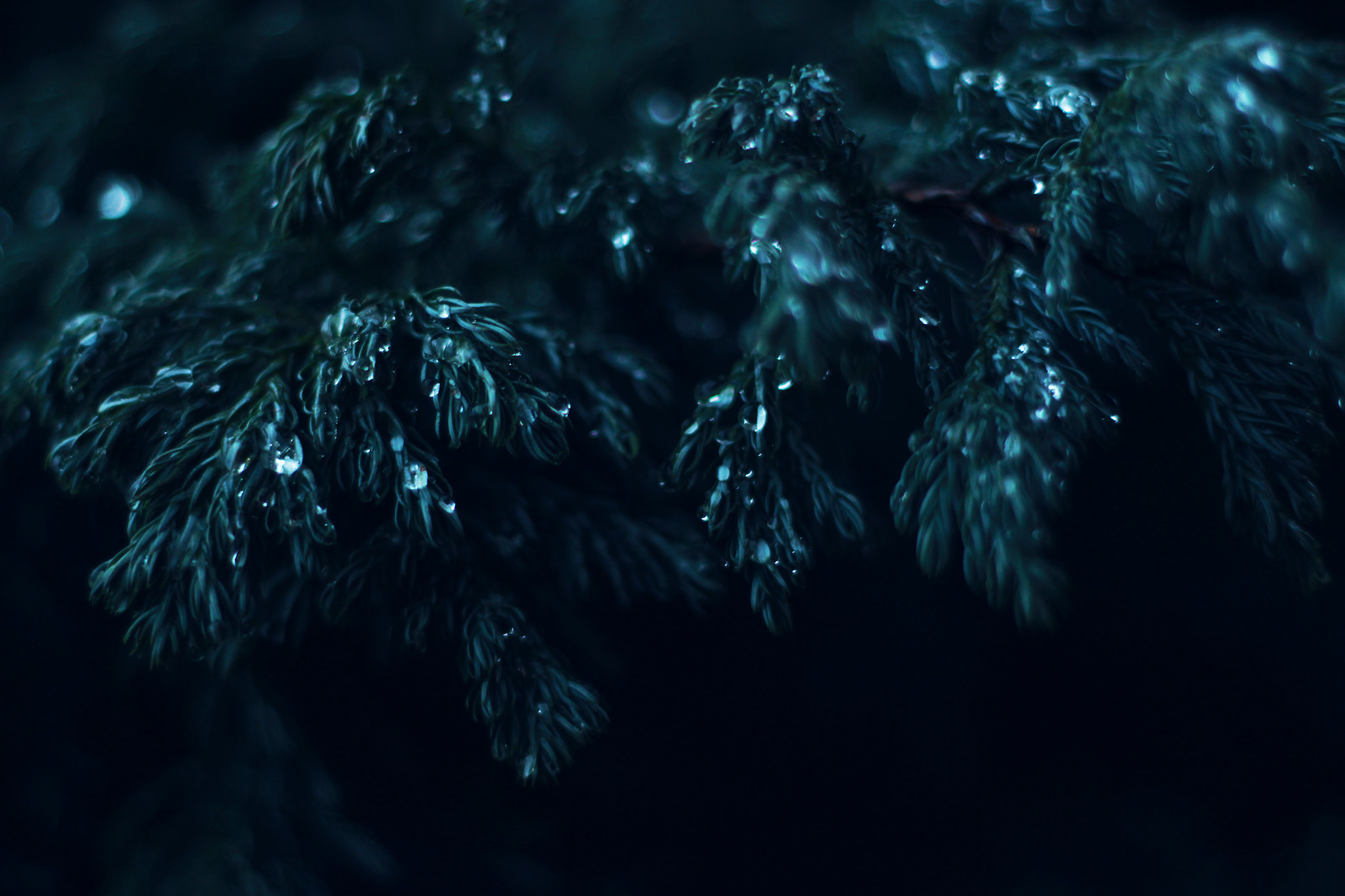 Canon EOS 650D (EOS Rebel T4i / EOS Kiss X6i) + Canon EF 50mm f/1.8 sample photo. Winter blues (2) photography