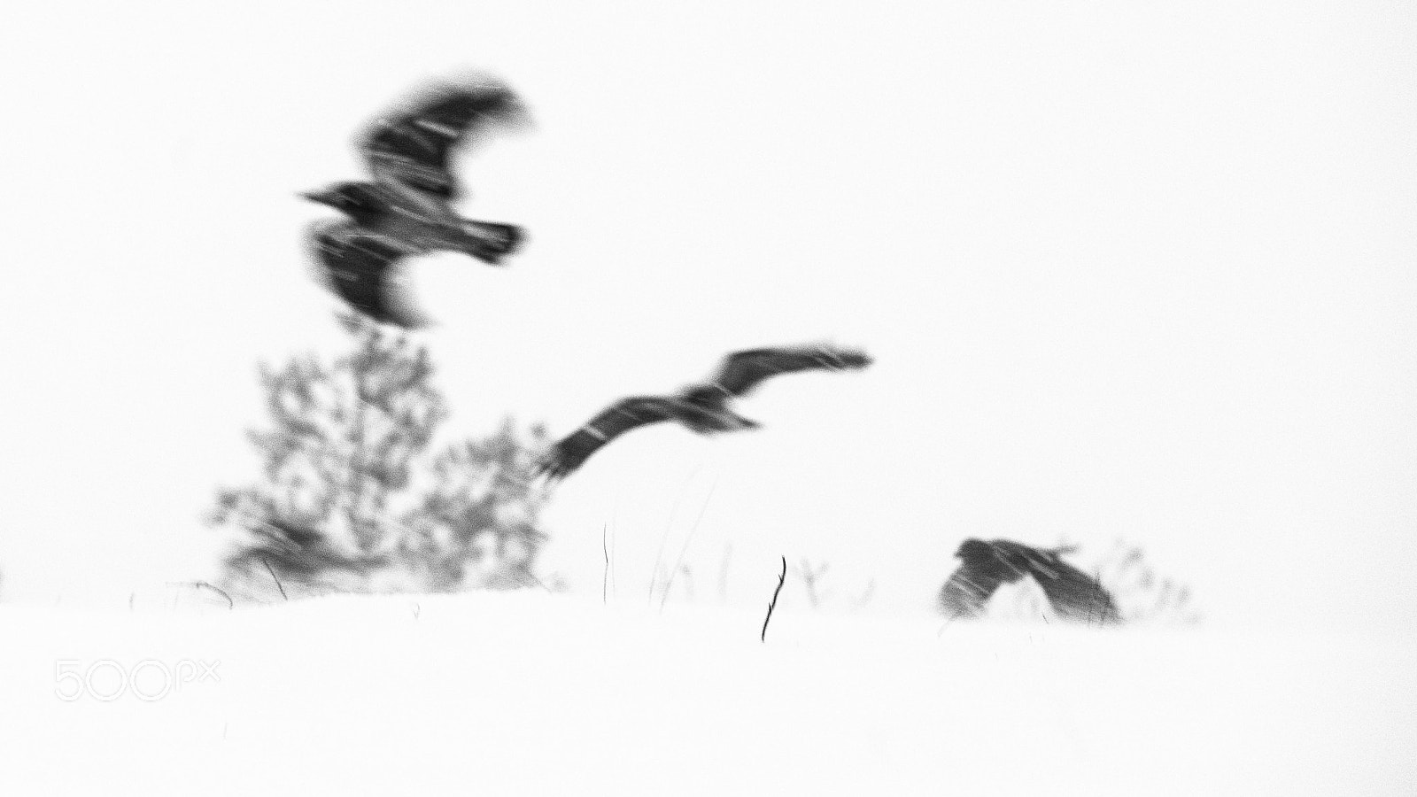 Sigma 70-200mm F2.8 EX DG OS HSM sample photo. 3 flying crows photography