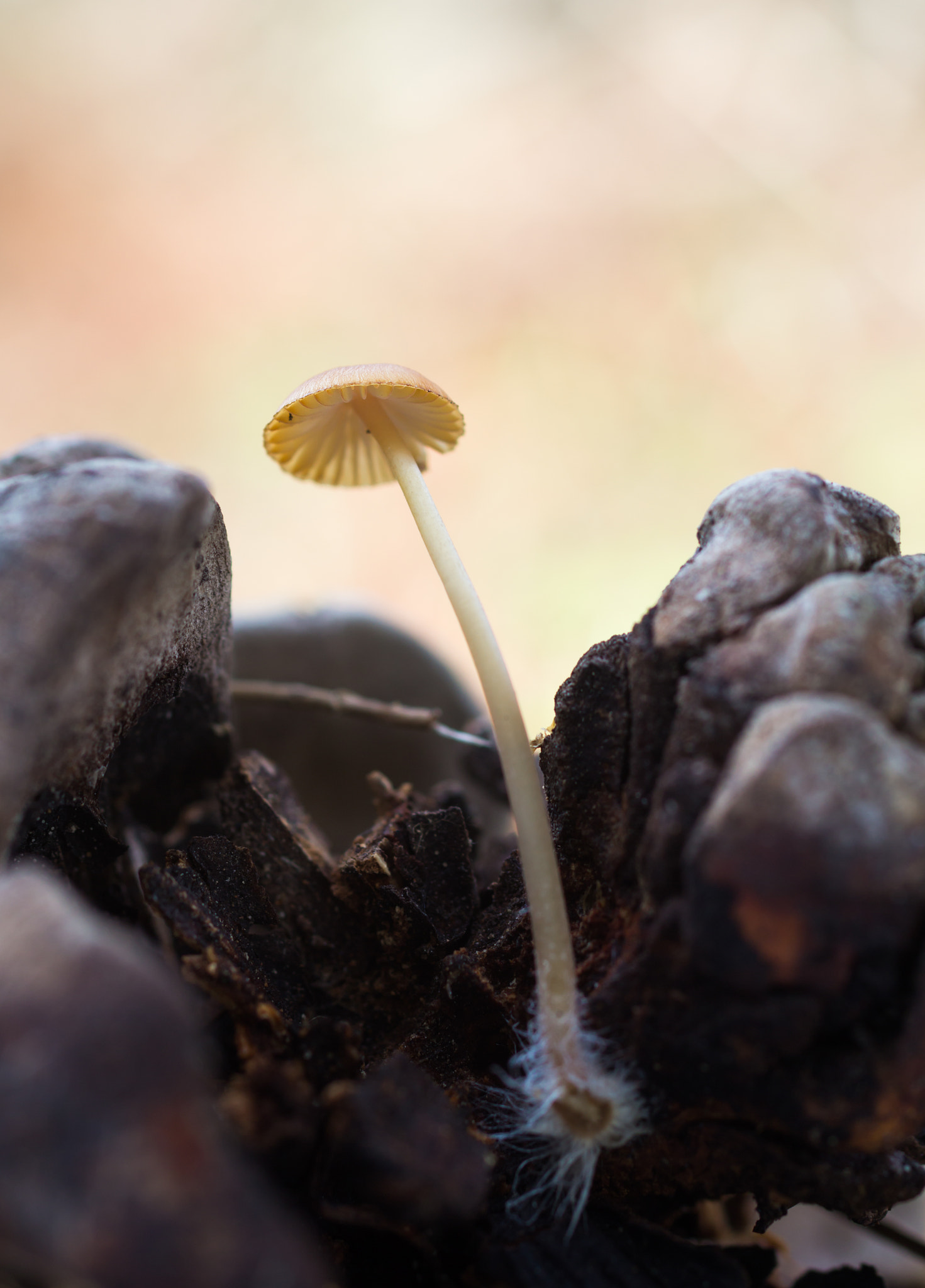 Canon EOS 60D + Sigma 50mm f/2.8 EX sample photo. Mycena en la piña piñonera photography