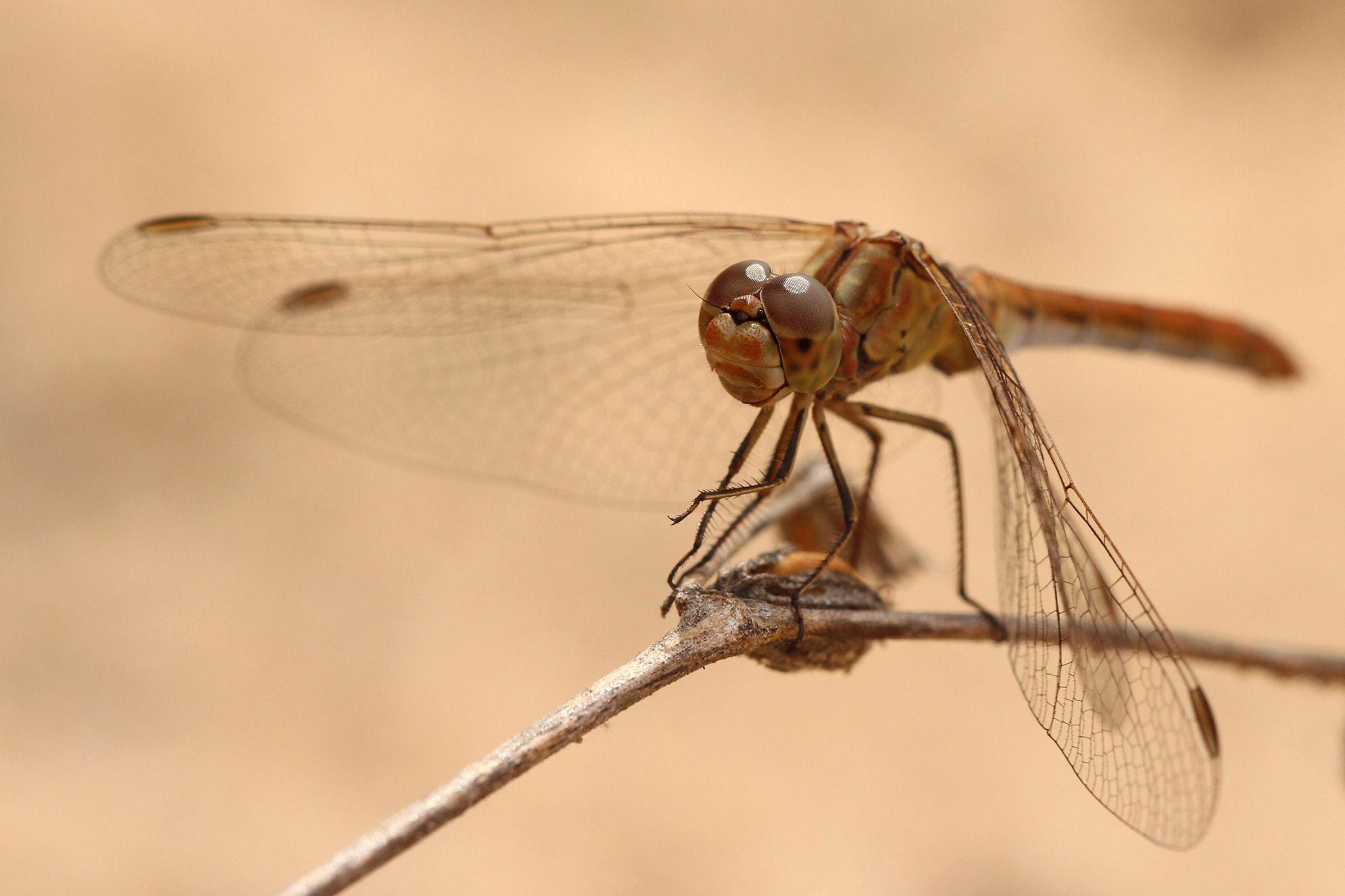 Canon EOS 650D (EOS Rebel T4i / EOS Kiss X6i) + Canon EF 100mm F2.8 Macro USM sample photo. Smiling dragonfly photography