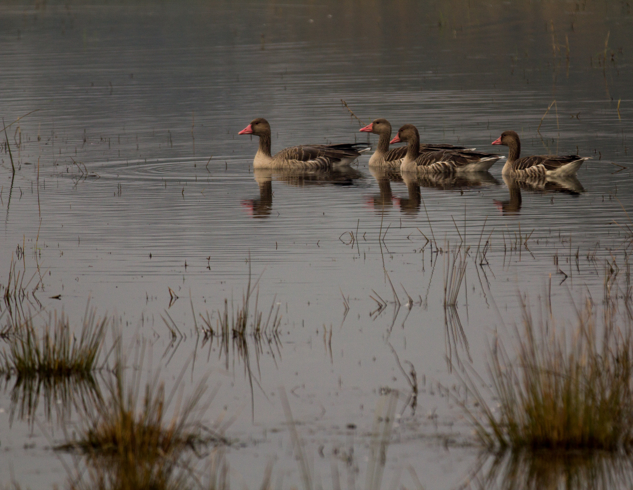 Canon EF 70-200mm F2.8L IS II USM sample photo. Greylag geese photography