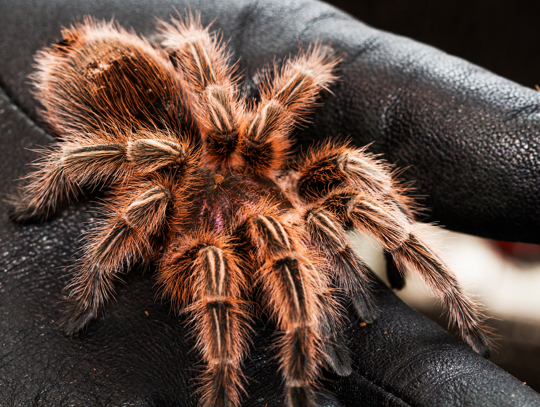 Canon EF 100mm F2.8 Macro USM sample photo. Spider photography
