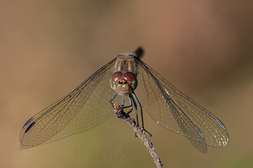 AF Zoom-Nikkor 80-200mm f/2.8 ED sample photo. _dsc1499.jpg photography