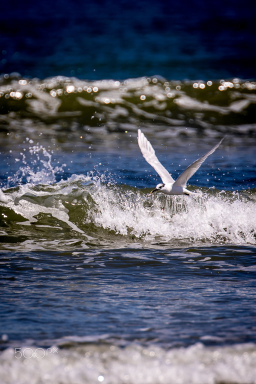 Canon EF 70-200mm F2.8L USM sample photo. Skimming the ocean photography