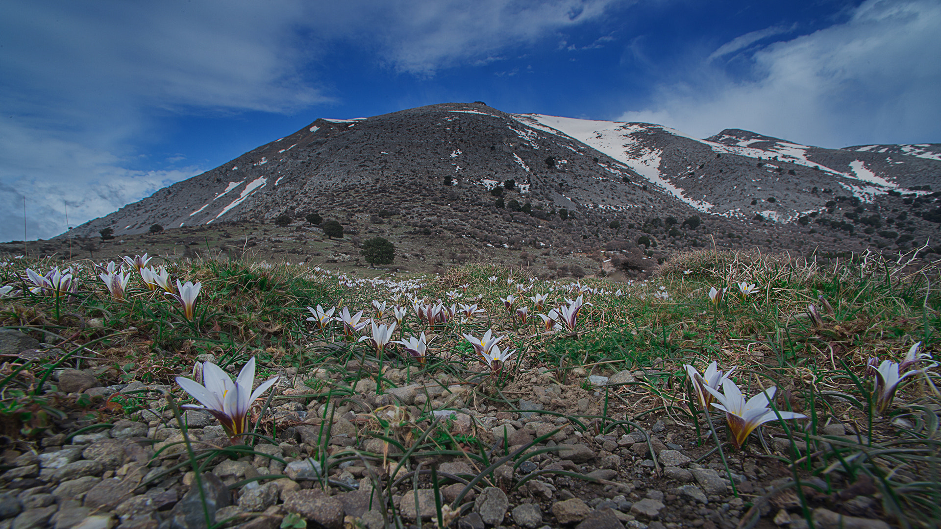 Nikon D800 + Nikon AF Nikkor 14mm F2.8D ED sample photo. Spring lily's photography