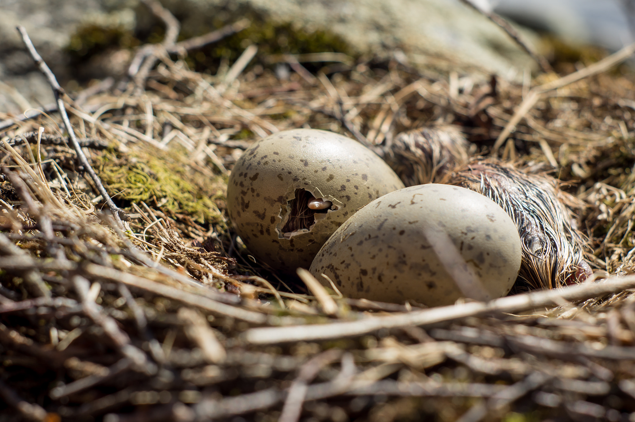 Sony Alpha DSLR-A580 + Minolta AF 50mm F1.7 sample photo. Gull chicks hatch from eggs photography