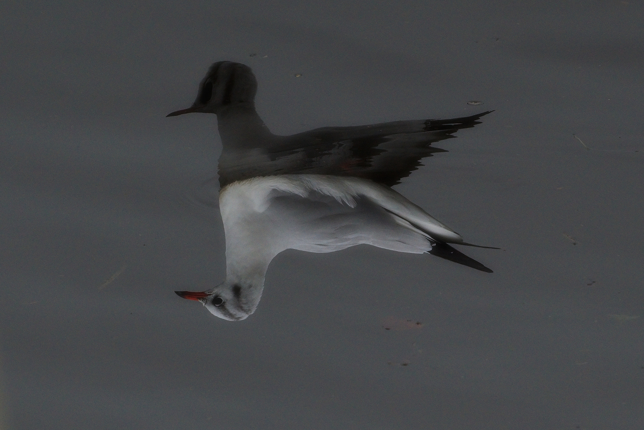 70.00 - 300.00 mm f/4.0 - 5.6 sample photo. Up side down :-) photography