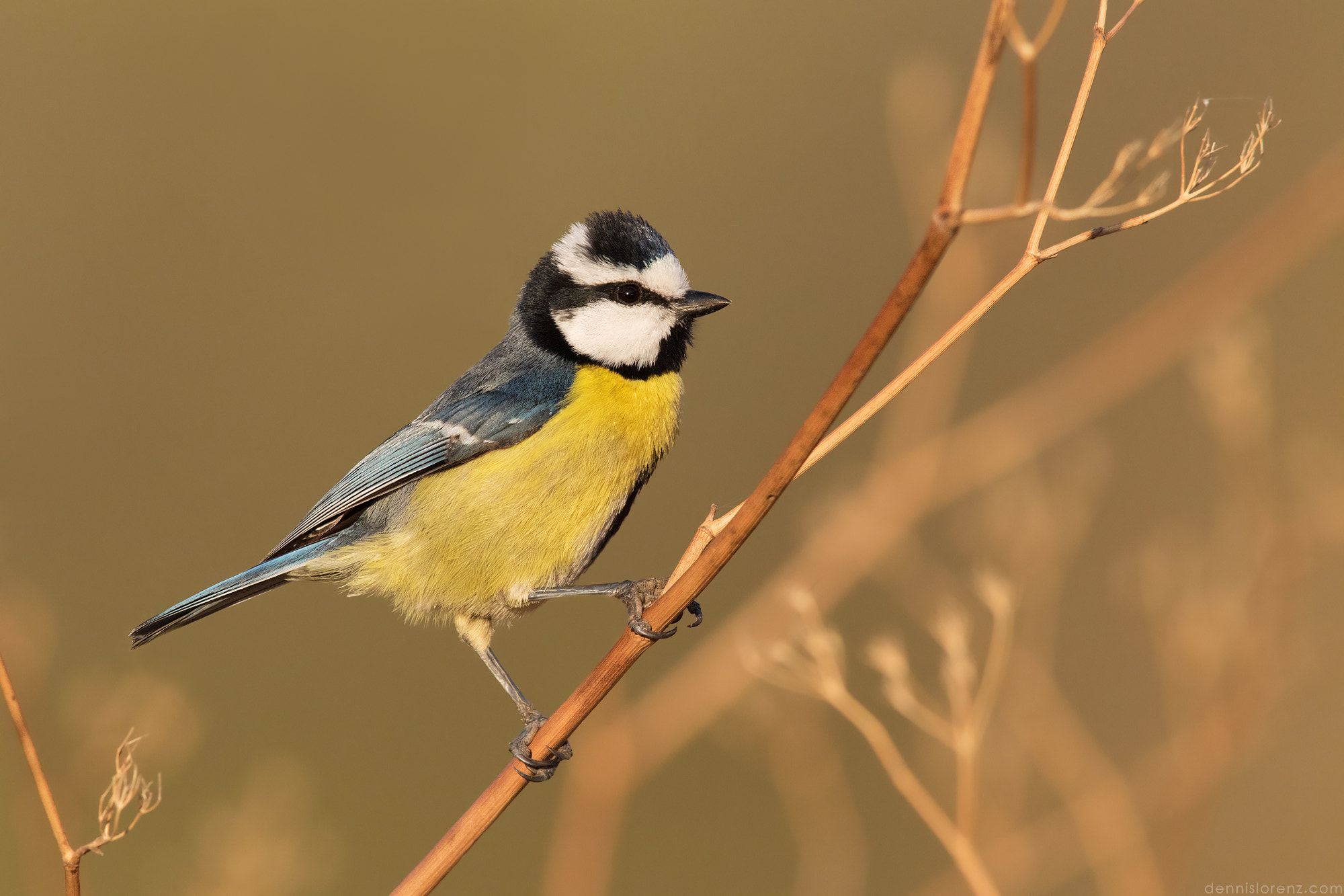 Canon EF 600mm F4L IS II USM sample photo. Canary blue tit | kanarenmeise photography