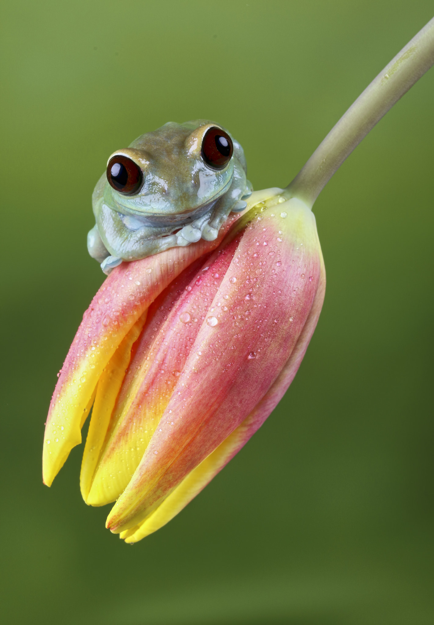 Canon EF 100mm F2.8 Macro USM sample photo. Ruby eye photography