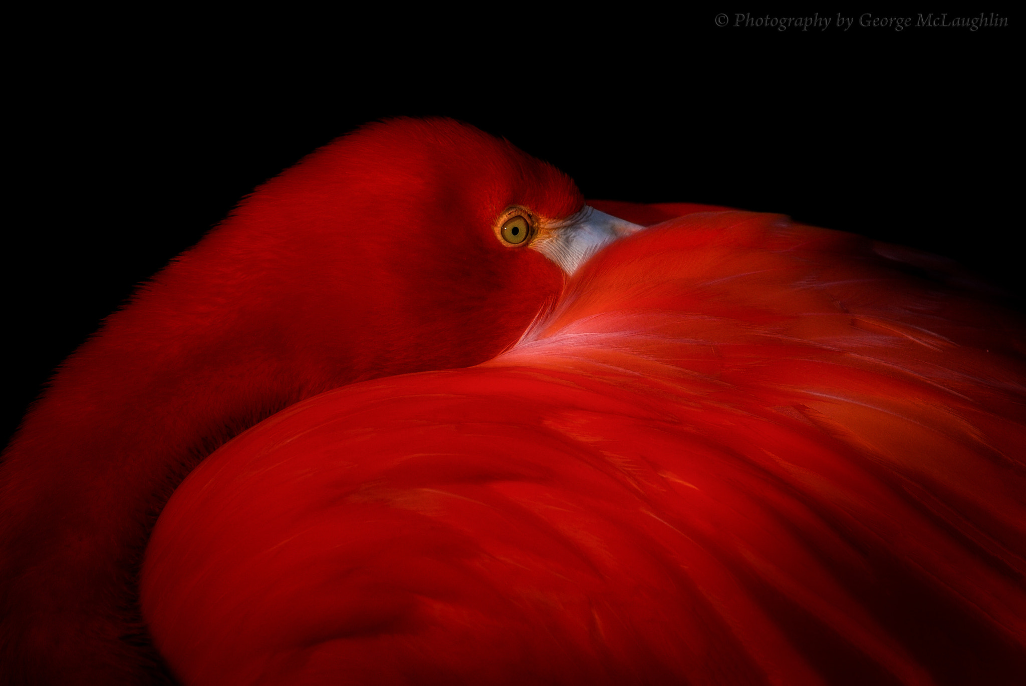 Nikon D200 sample photo. Pretty in red photography