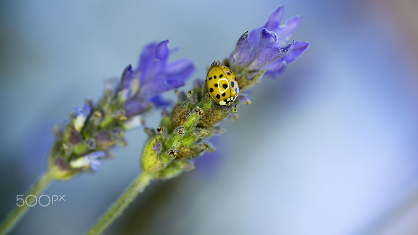 50mm F1.8 sample photo. Arlequín photography