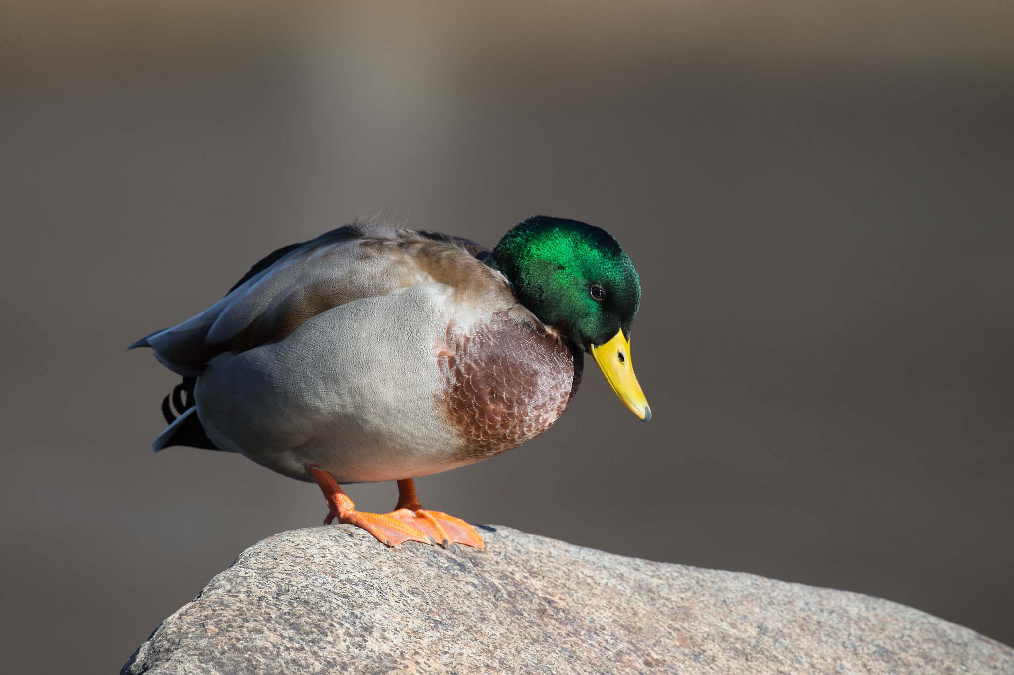 Nikon D4 + Sigma 24-60mm F2.8 EX DG sample photo. Canard mallard/ anas platyrhynchos/ mallard photography